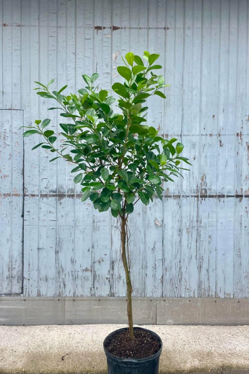 Indoor Plants |   Ficus Microcarpa ‘Moclame’ 12″ Garden Indoor Plants