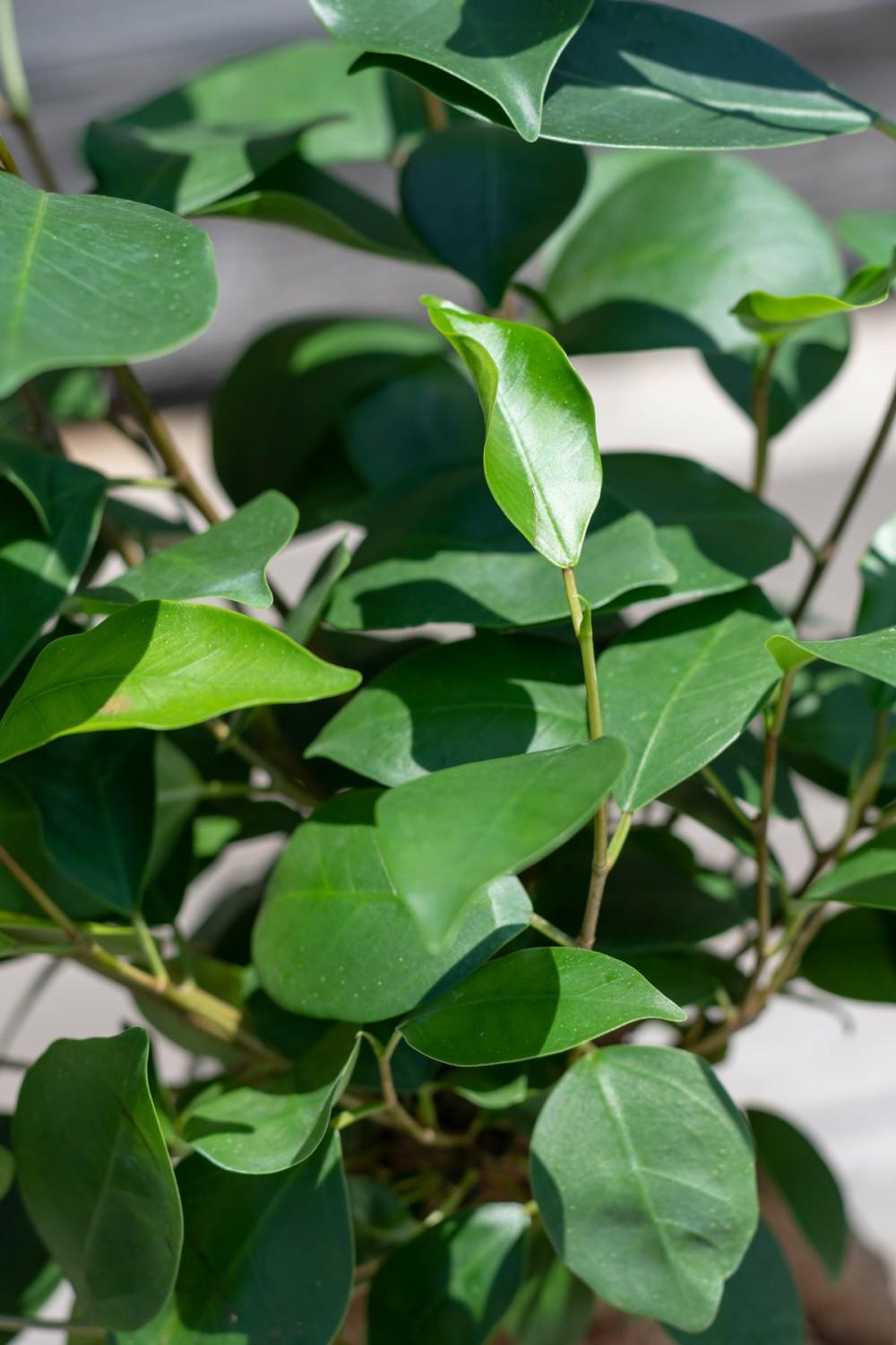 Indoor Plants |   Ficus Retusa “Ginseng Ficus” 6″ Garden Indoor Plants