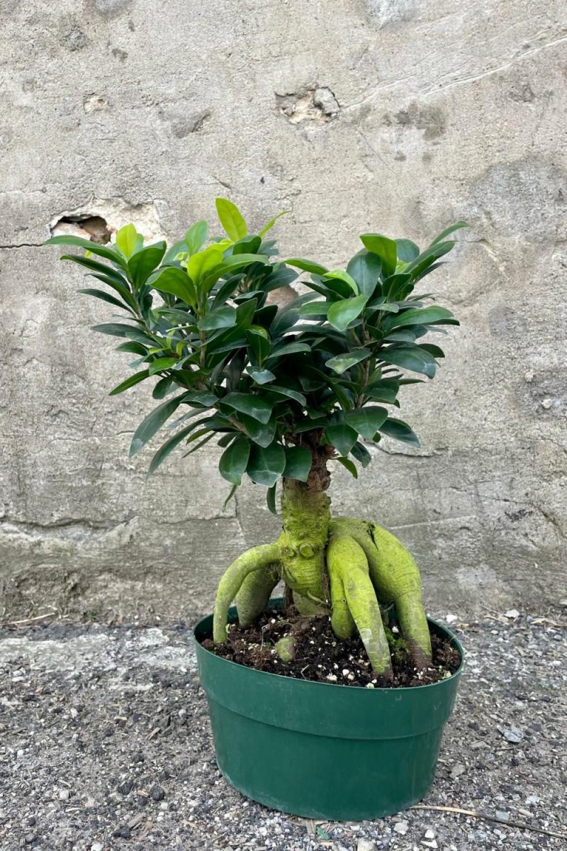 Indoor Plants |   Ficus Retusa “Ginseng Ficus” 8″ Garden Indoor Plants