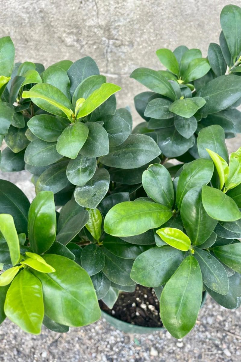 Indoor Plants |   Ficus Retusa “Ginseng Ficus” 8″ Garden Indoor Plants