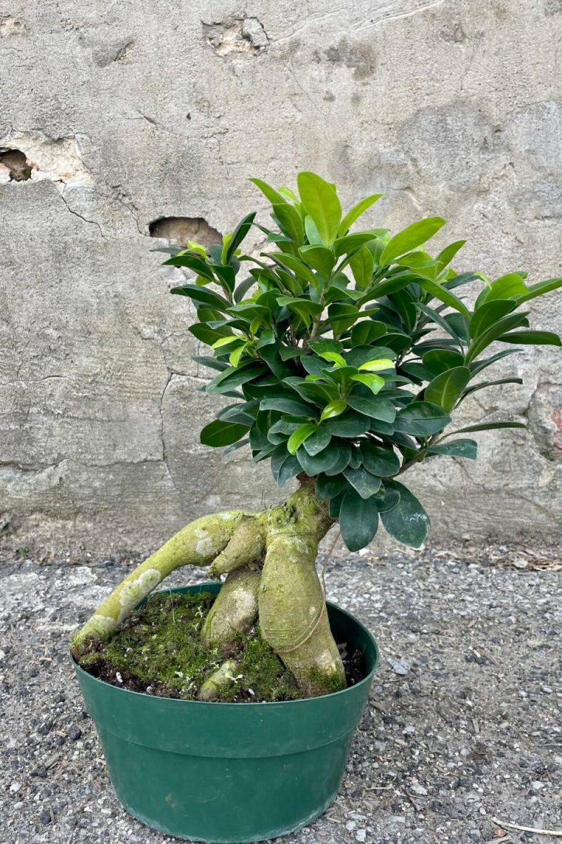 Indoor Plants |   Ficus Retusa “Ginseng Ficus” 8″ Garden Indoor Plants