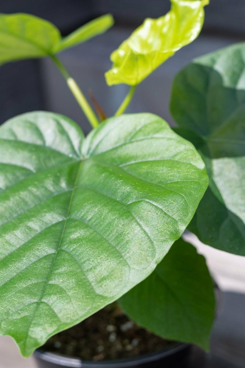 Indoor Plants |   Ficus Umbellata 6″ Garden Indoor Plants