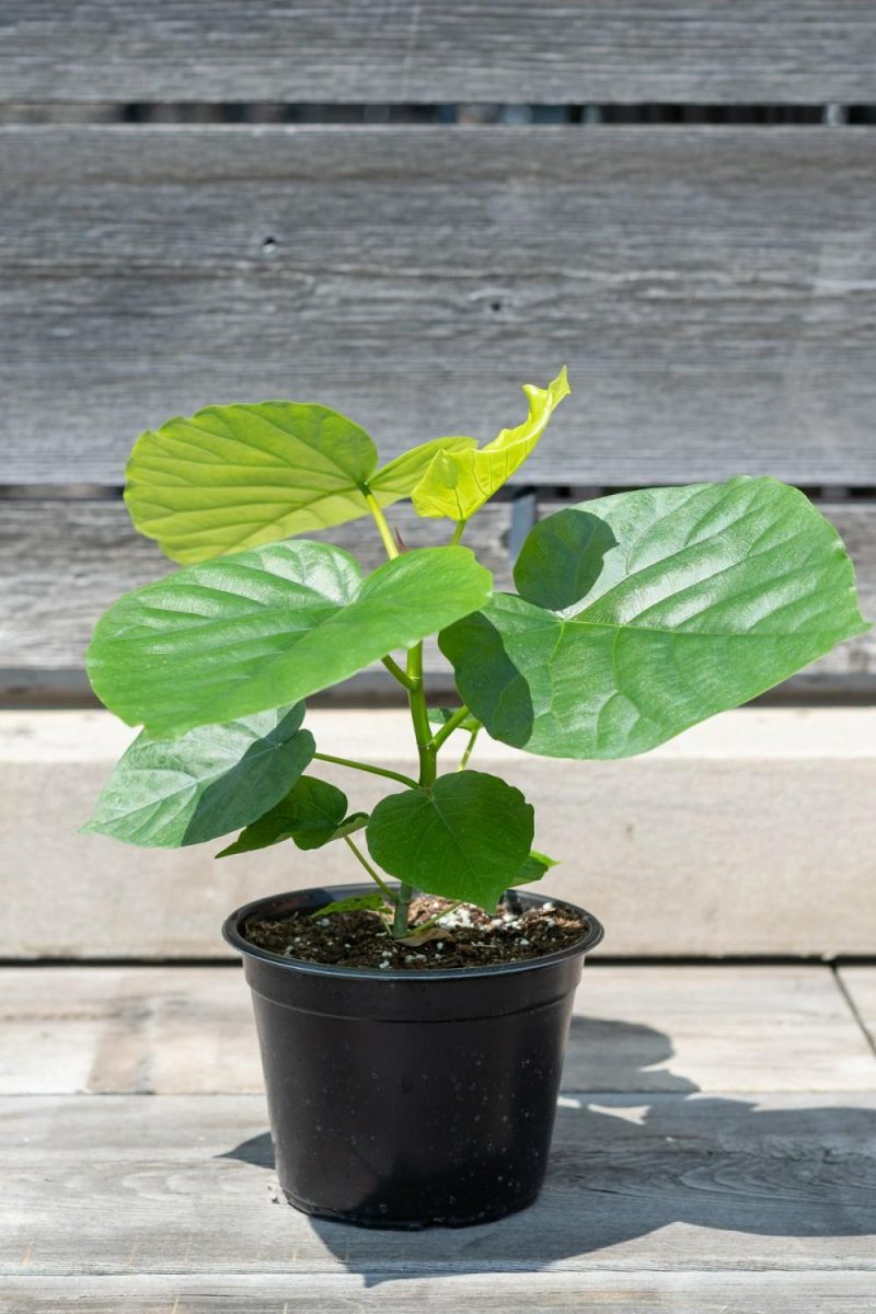 Indoor Plants |   Ficus Umbellata 6″ Garden Indoor Plants