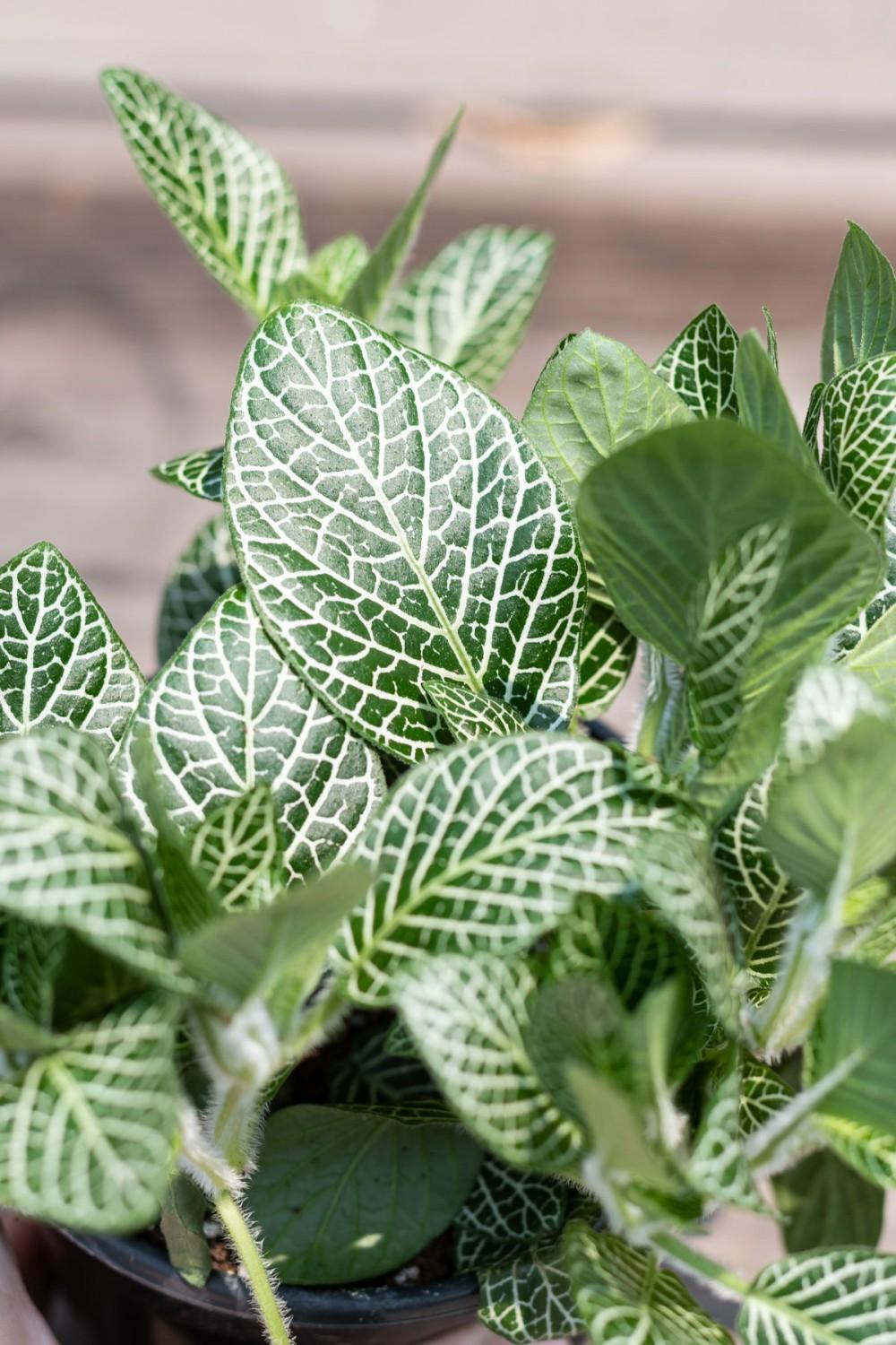 Indoor Plants |   Fittonia Albivenis White 4″ Garden Indoor Plants