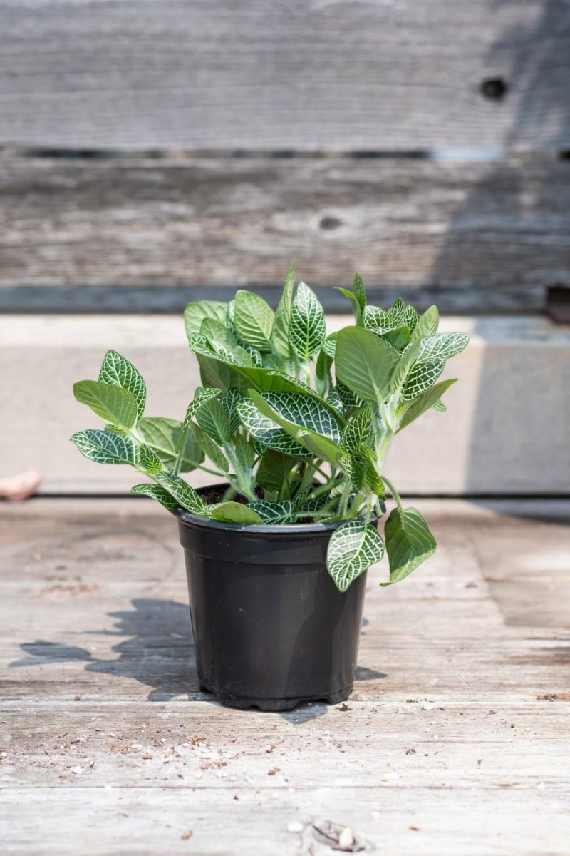 Indoor Plants |   Fittonia Albivenis White 4″ Garden Indoor Plants