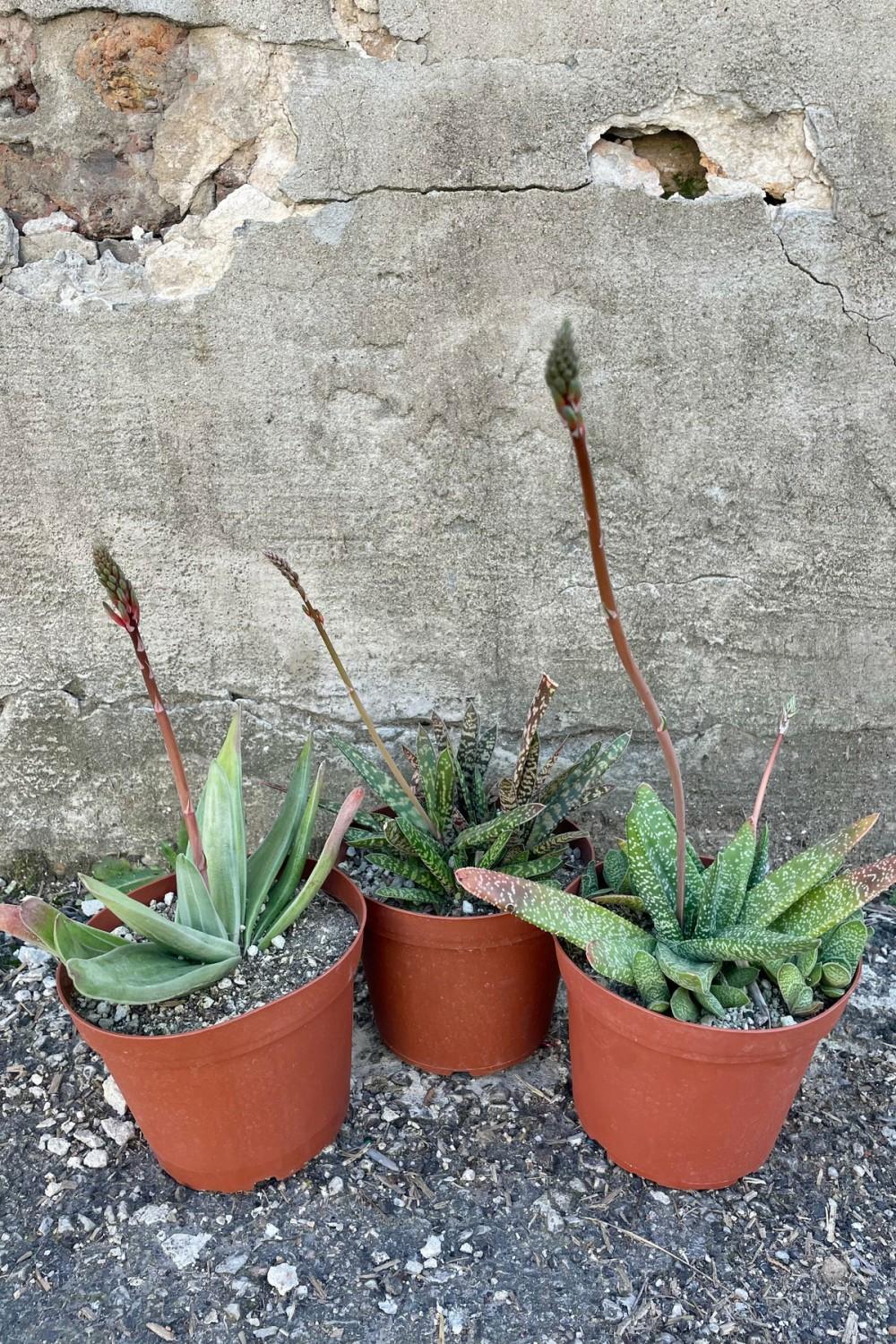 Indoor Plants |   Gasteria 6″ Garden Indoor Plants