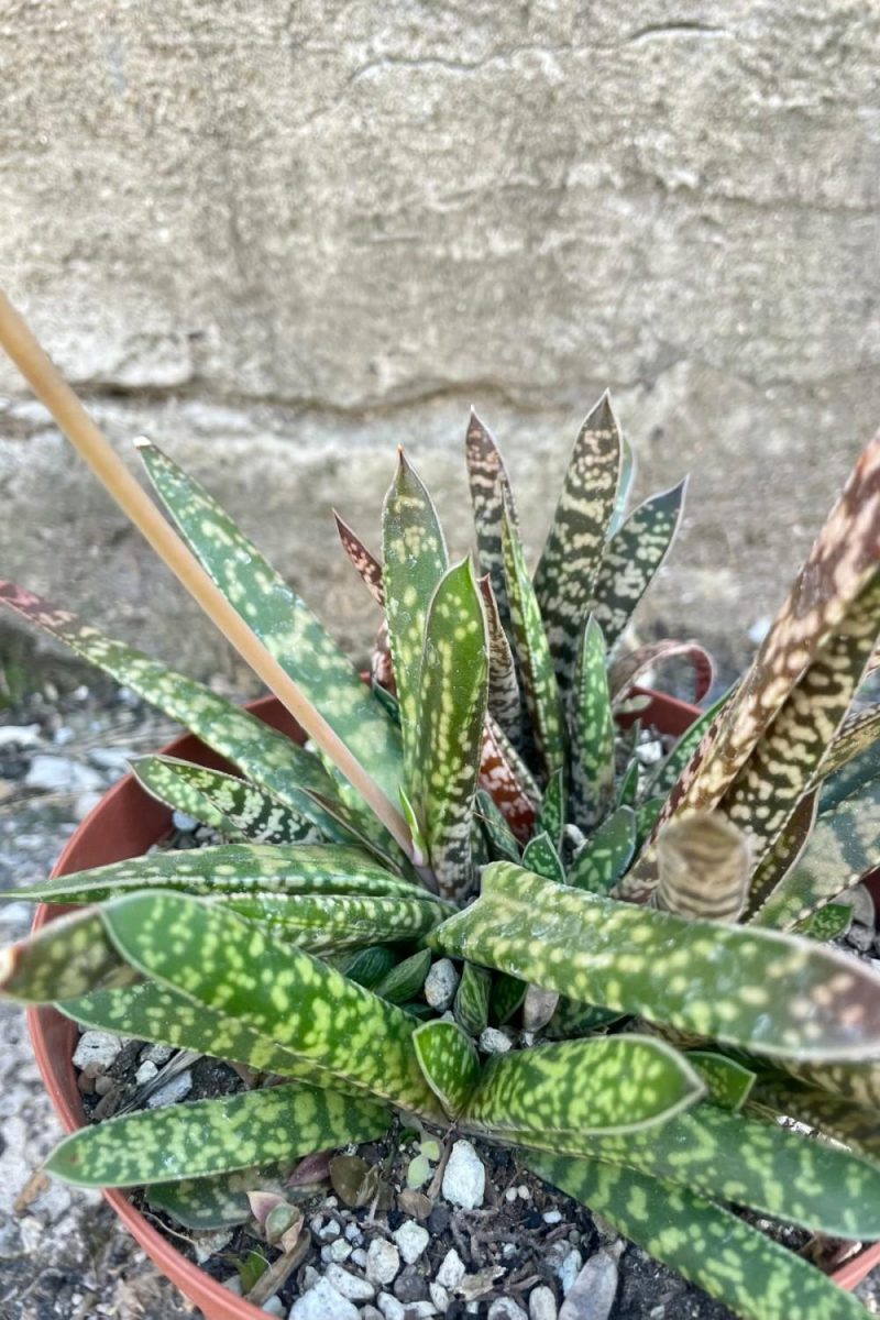 Indoor Plants |   Gasteria 6″ Garden Indoor Plants