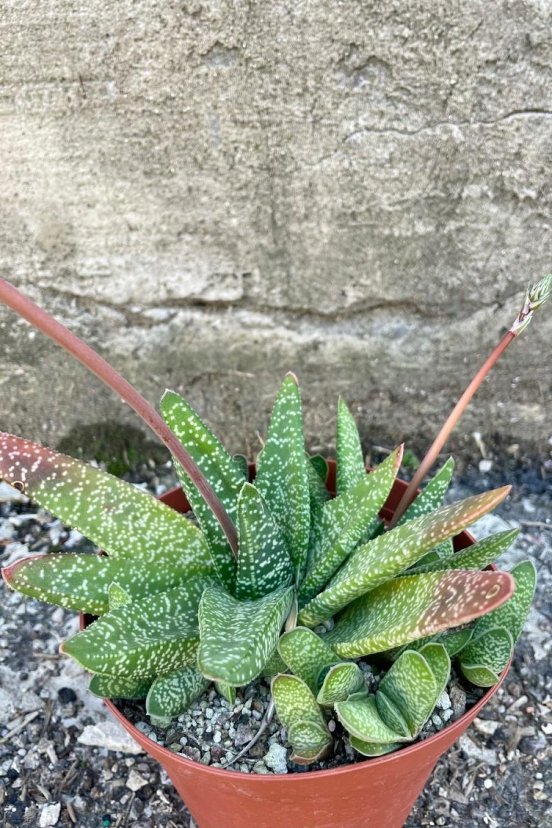 Indoor Plants |   Gasteria 6″ Garden Indoor Plants