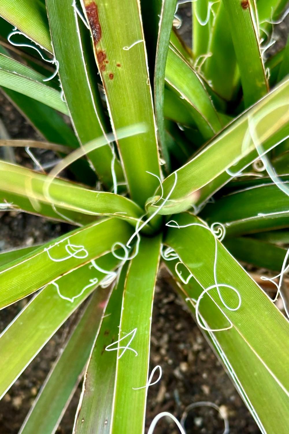 Indoor Plants |   Hesperaloe Parviflora #5 Garden Indoor Plants