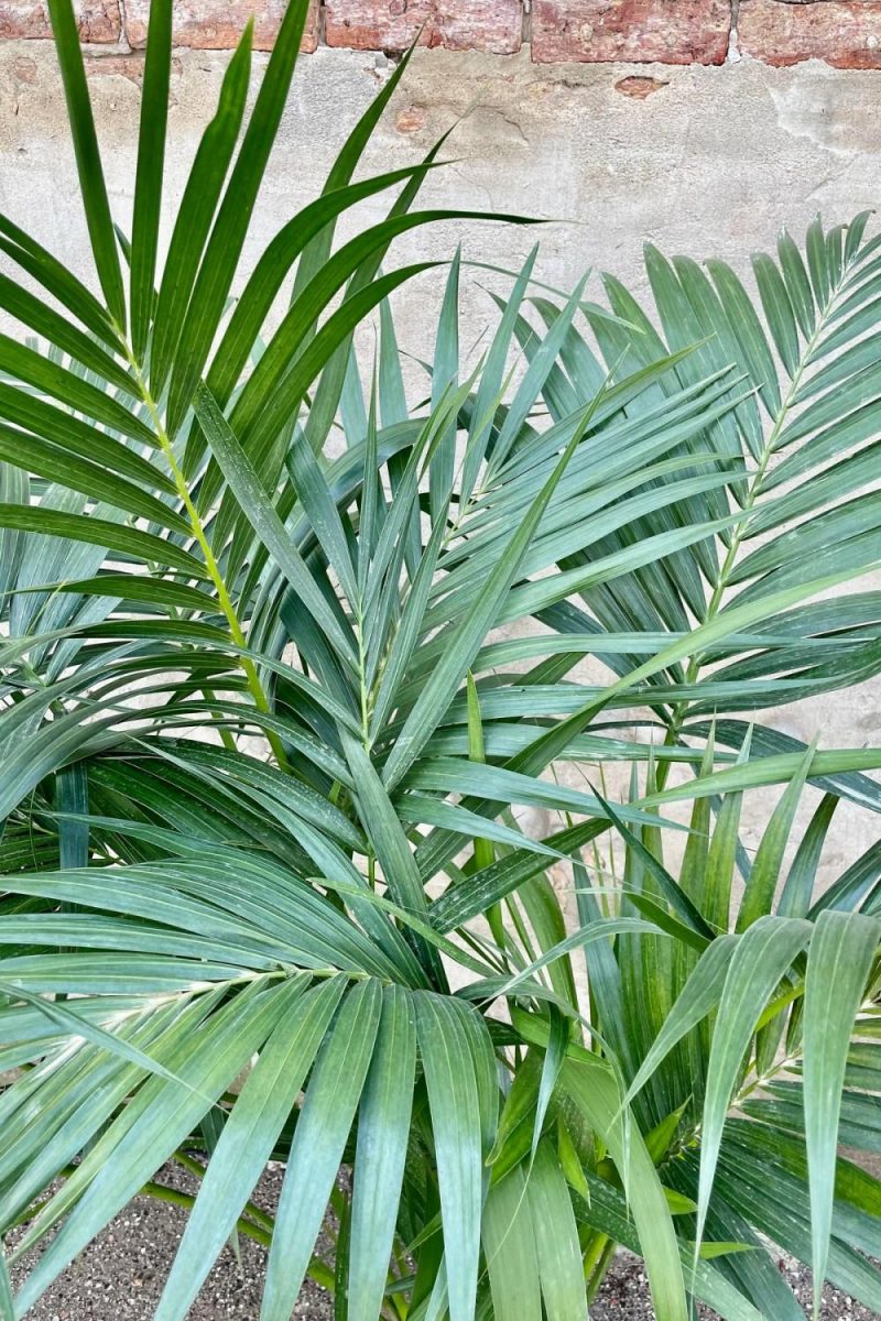 Indoor Plants |   Howea Fosteriana “Kentia Palm” 10″ Garden Indoor Plants