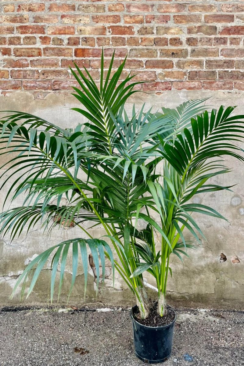 Indoor Plants |   Howea Fosteriana “Kentia Palm” 10″ Garden Indoor Plants