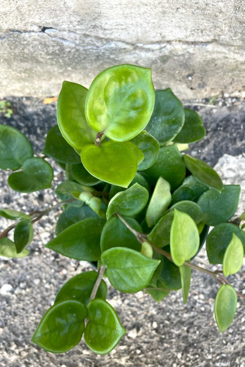 Indoor Plants |   Hoya Carnosa ‘Chelsea’ 6″ Garden Indoor Plants