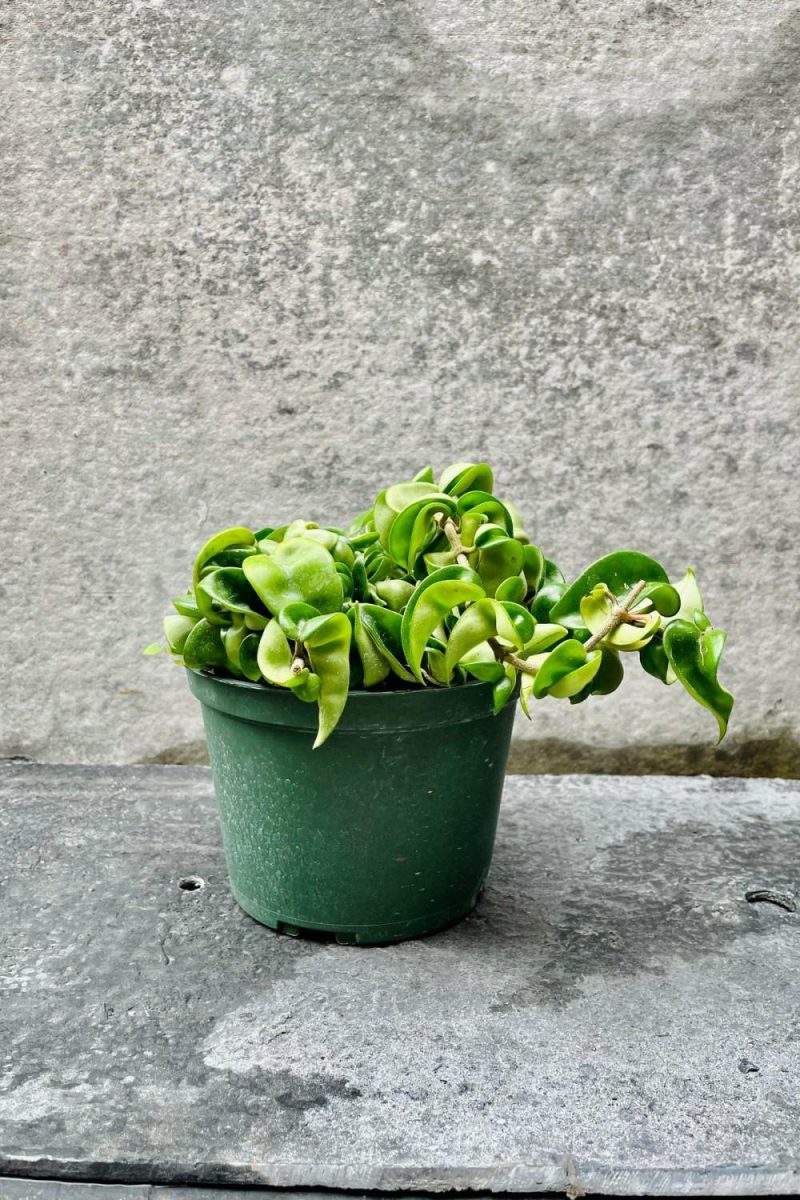 Indoor Plants |   Hoya Carnosa Compacta 6″ Garden Indoor Plants