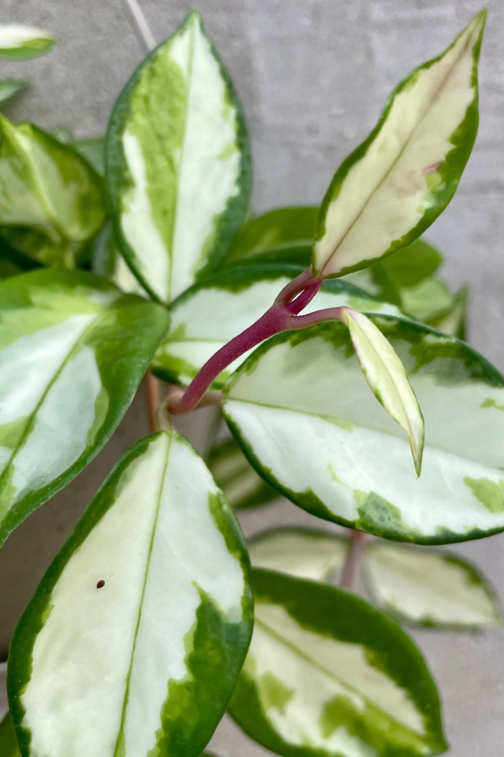 Indoor Plants |   Hoya Carnosa ‘Tricolor’ 6″ Garden Indoor Plants