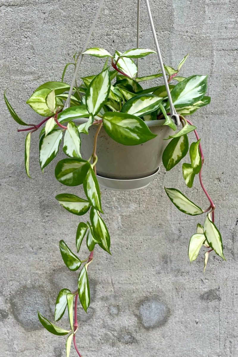 Indoor Plants |   Hoya Carnosa ‘Tricolor’ 6″ Garden Indoor Plants