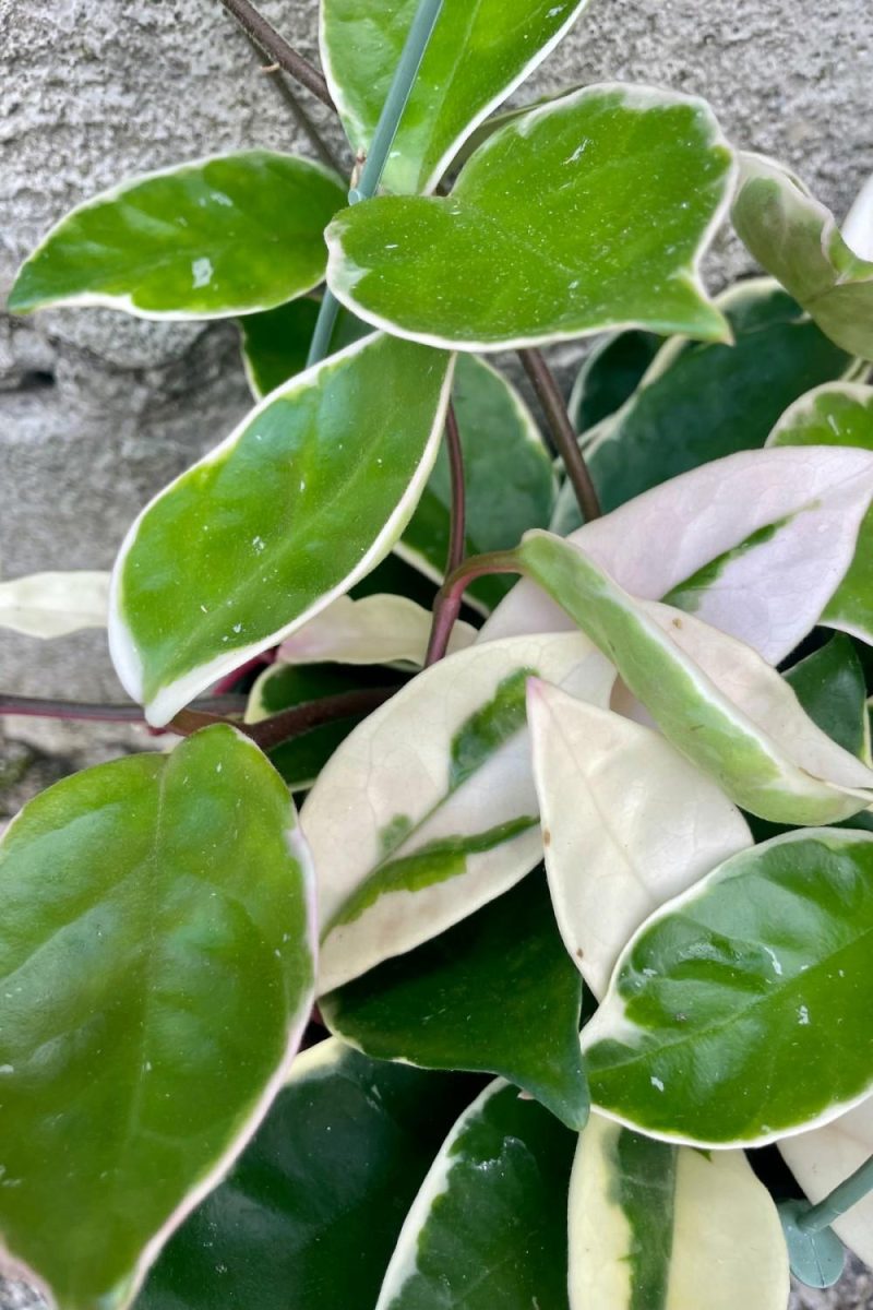 Indoor Plants |   Hoya Carnosa ‘Tricolor’ 6″ Garden Indoor Plants