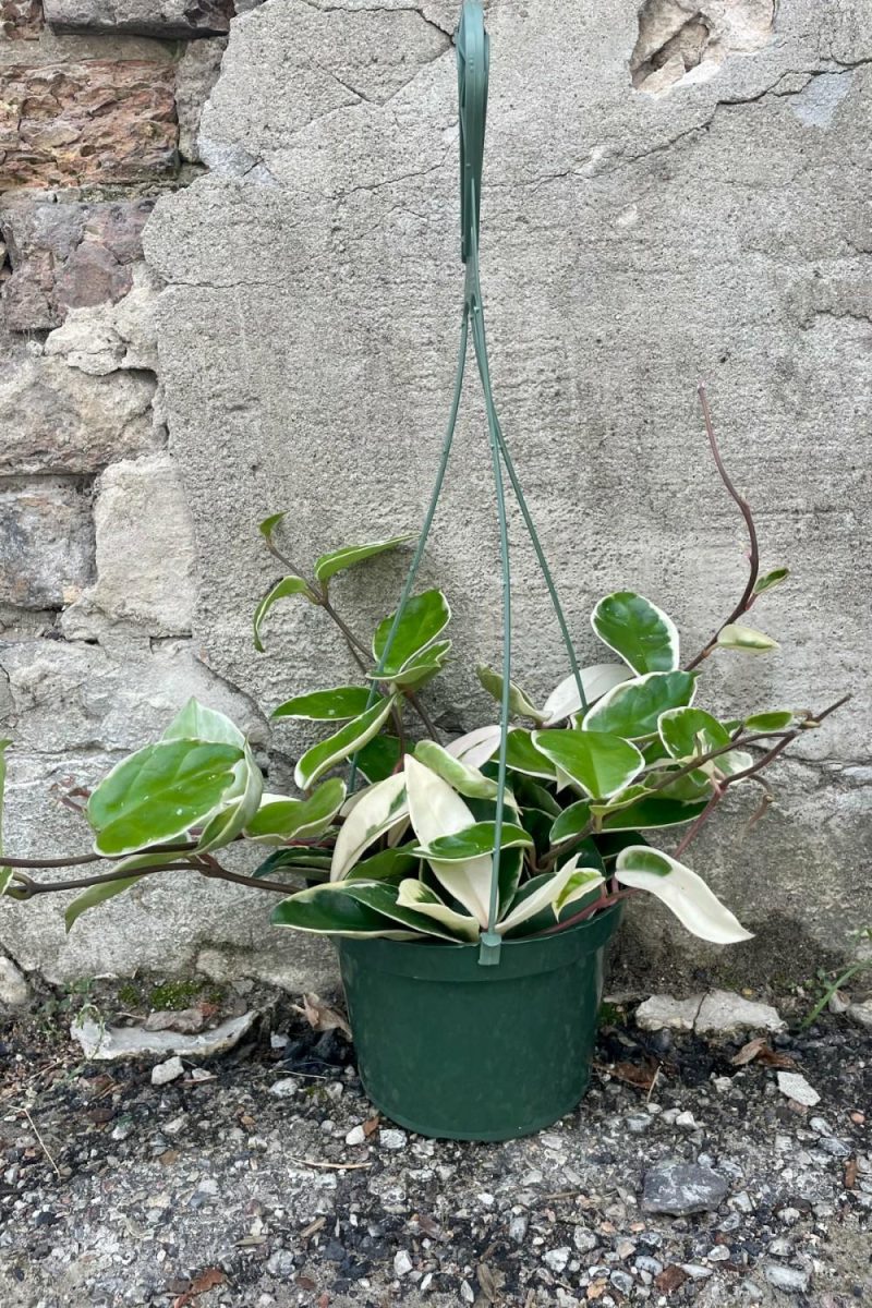 Indoor Plants |   Hoya Carnosa ‘Tricolor’ 6″ Garden Indoor Plants