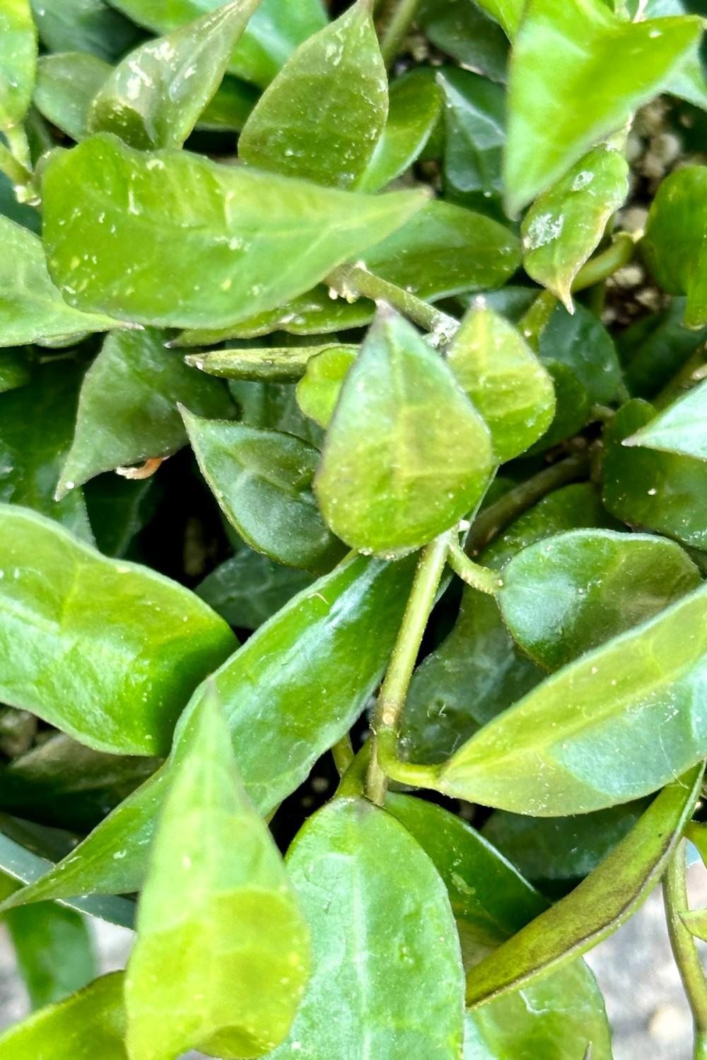 Indoor Plants |   Hoya Lacunosa 4″ Garden Indoor Plants