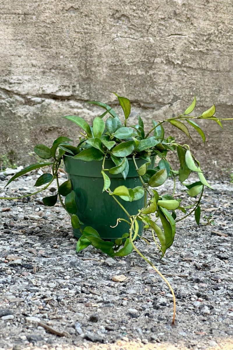 Indoor Plants |   Hoya Lacunosa 4″ Garden Indoor Plants