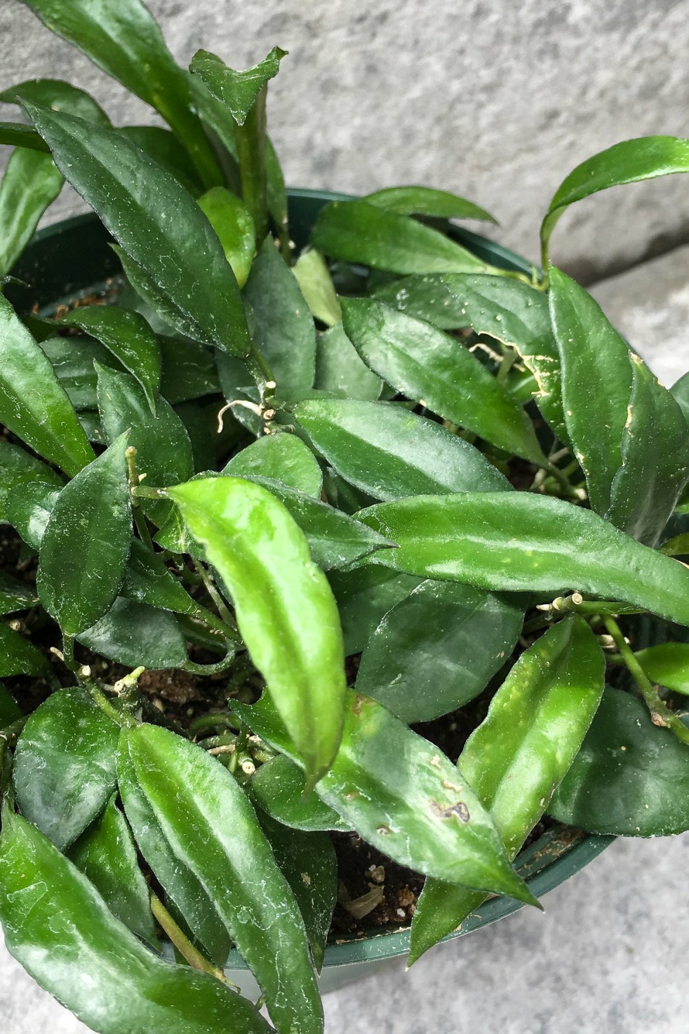 Indoor Plants |   Hoya Lacunosa 6″ Garden Indoor Plants