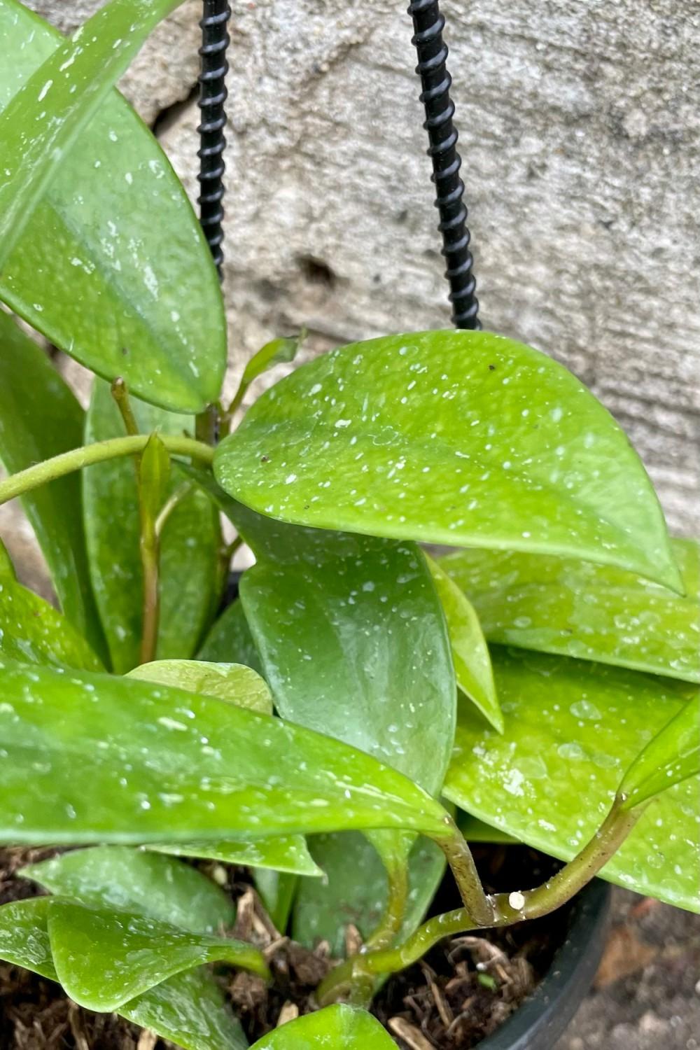 Indoor Plants |   Hoya Pubicalyx 4″ Garden Indoor Plants