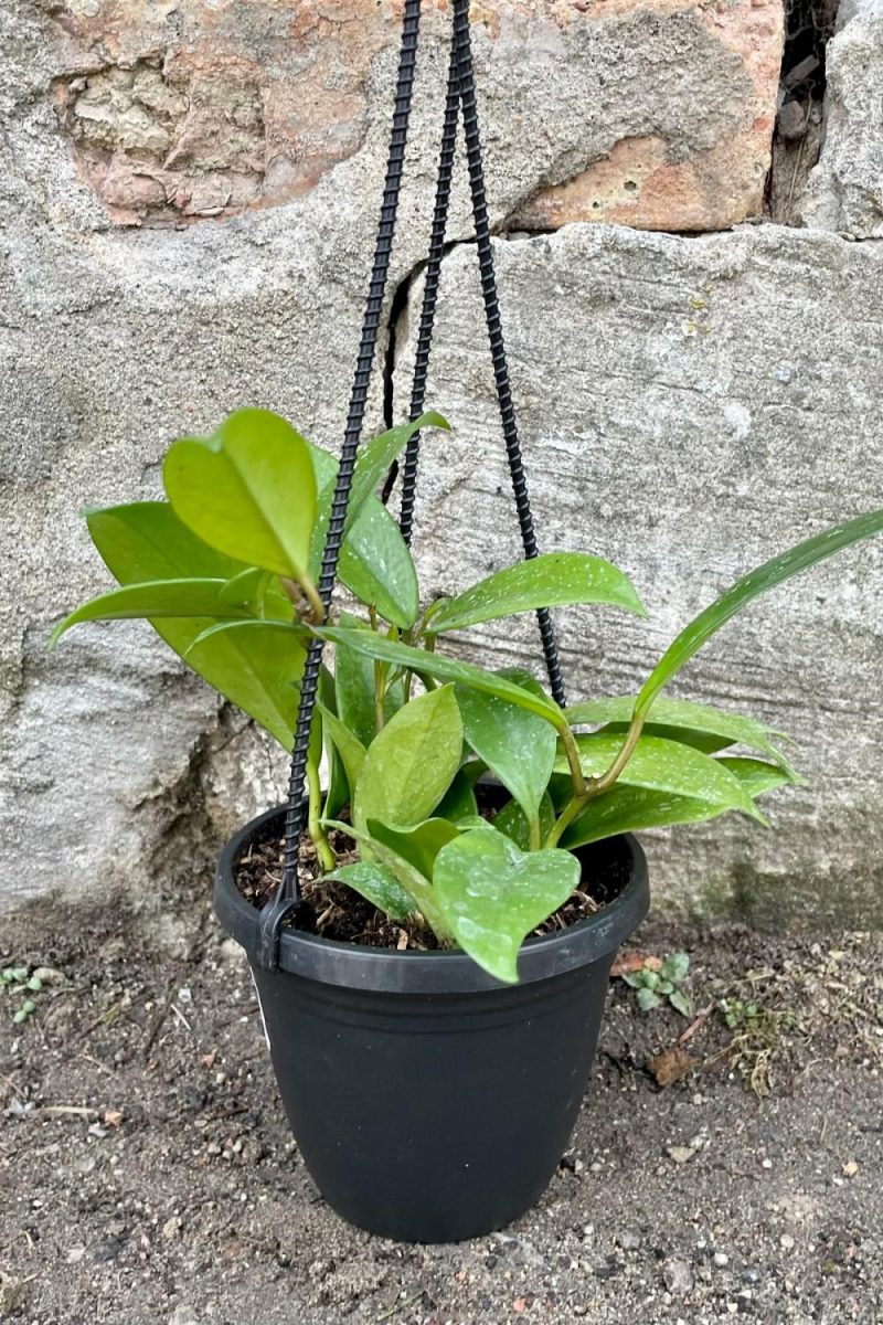 Indoor Plants |   Hoya Pubicalyx 4″ Garden Indoor Plants