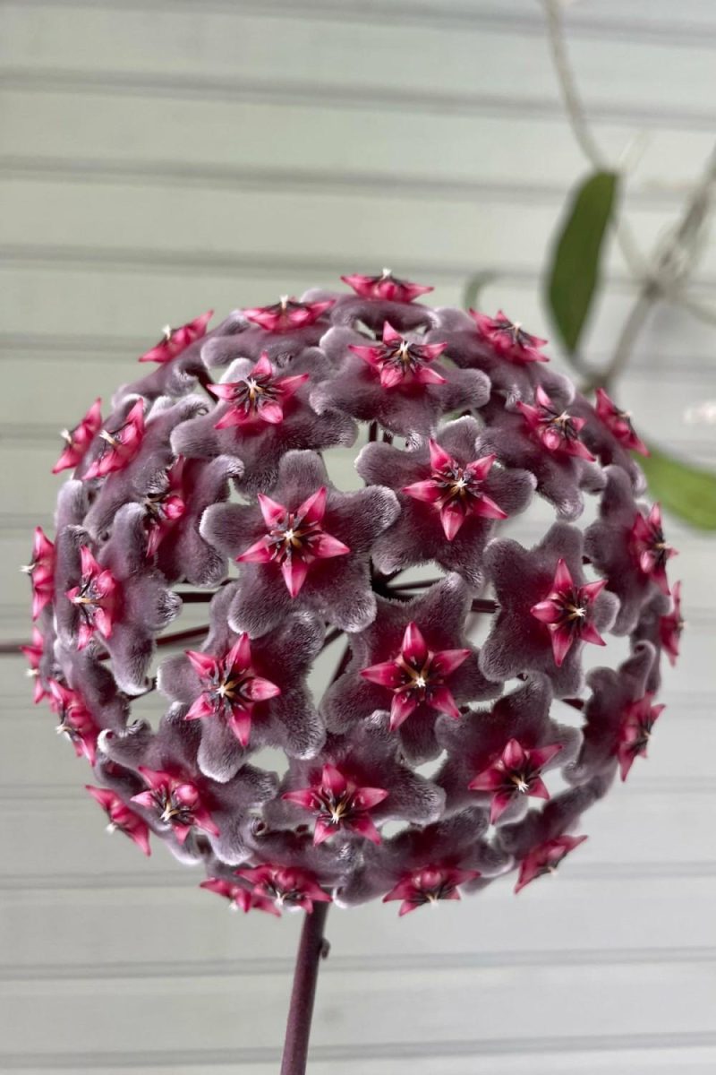 Indoor Plants |   Hoya Pubicalyx 4″ Garden Indoor Plants