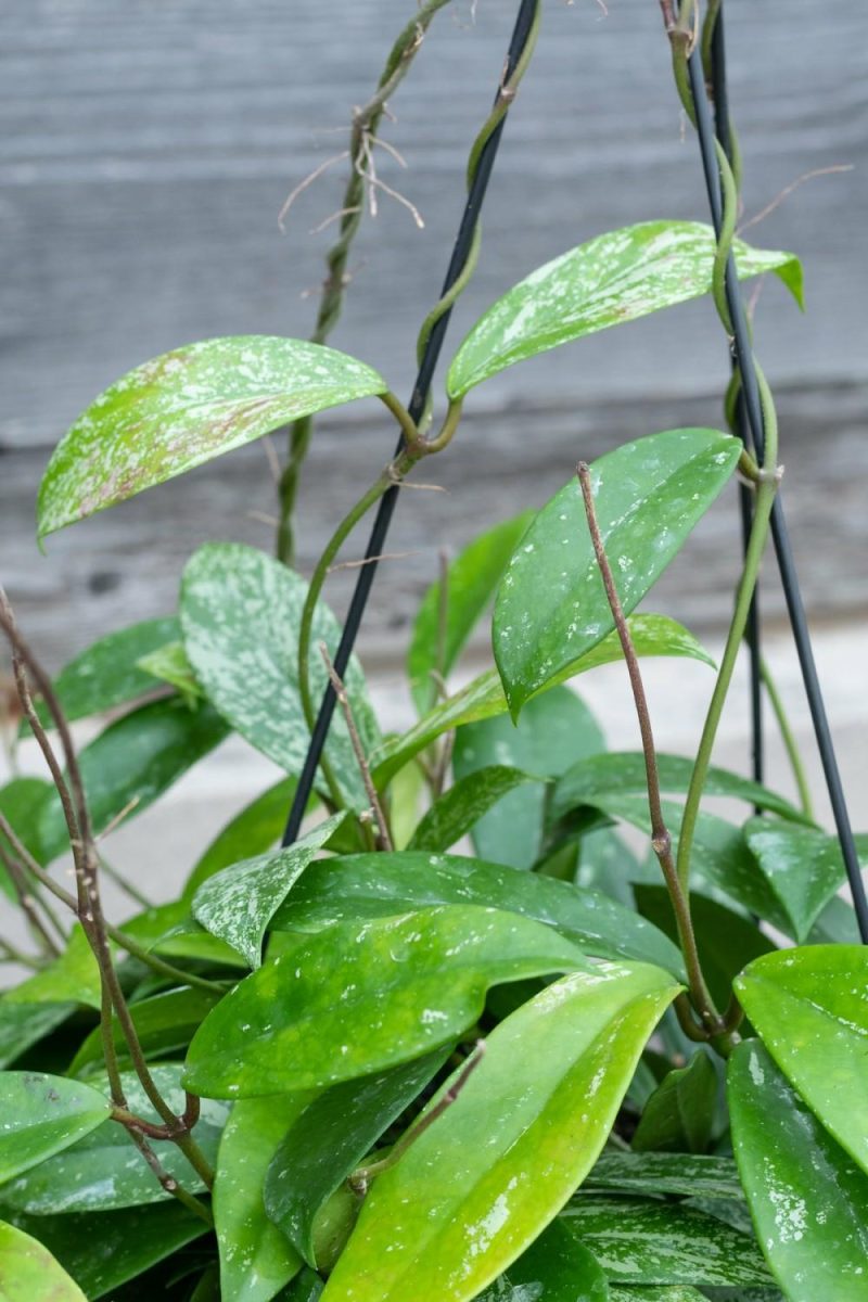 Indoor Plants |   Hoya Pubicalyx 8″ Garden Indoor Plants