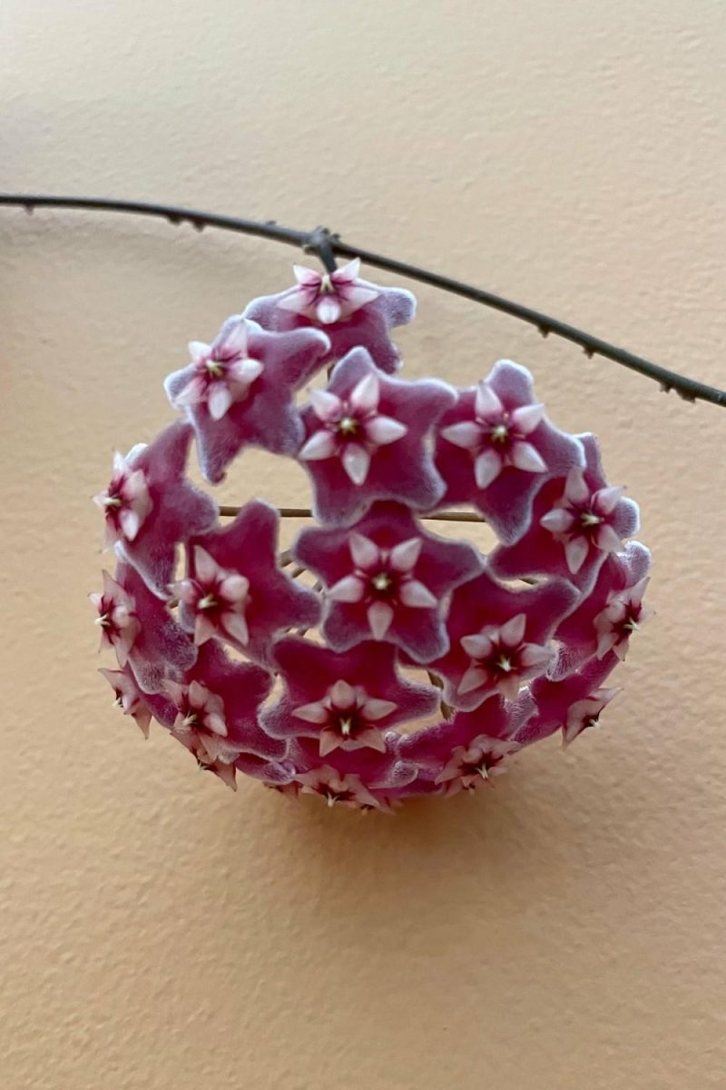 Indoor Plants |   Hoya Pubicalyx 8″ Garden Indoor Plants