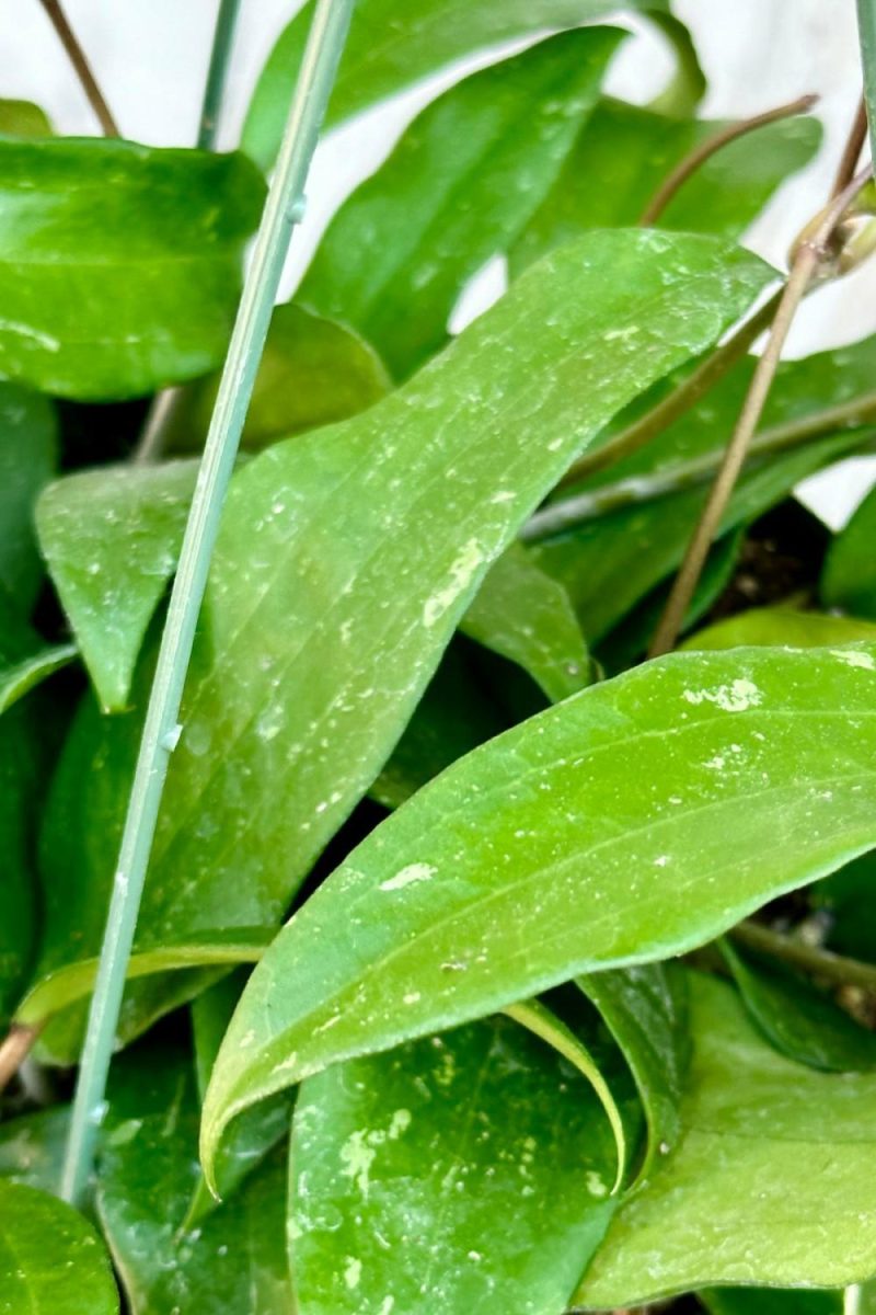 Indoor Plants |   Hoya Rigida 6″ Garden Indoor Plants