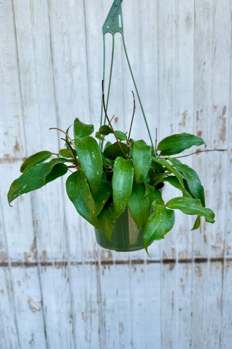 Indoor Plants |   Hoya Rigida 6″ Garden Indoor Plants