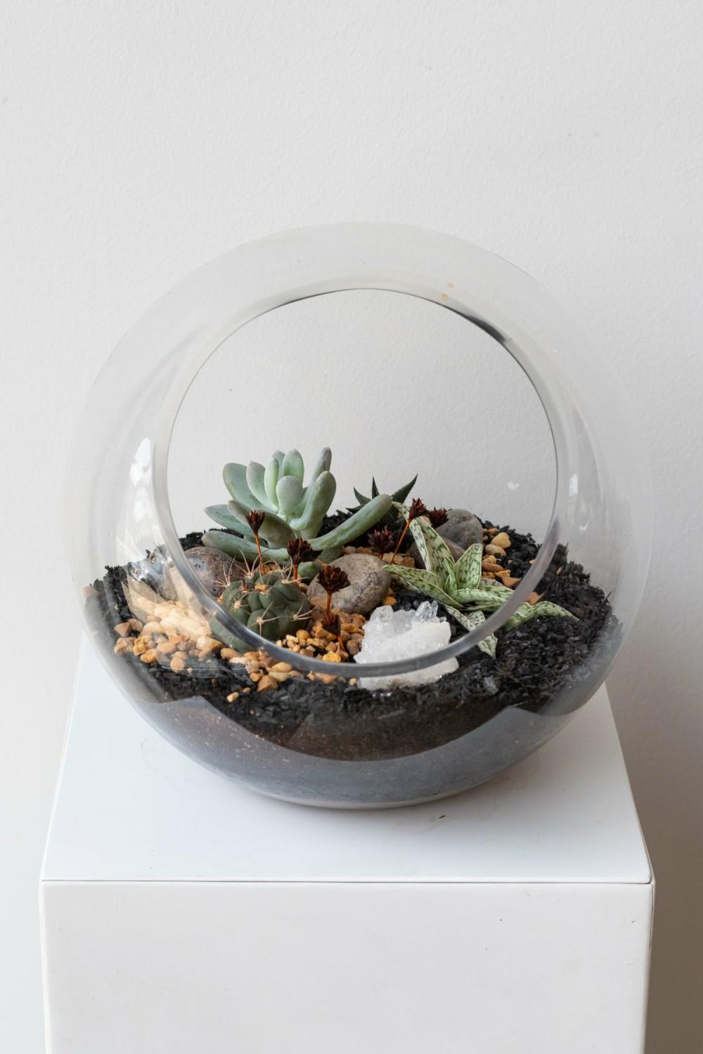 Indoor Plants |   Hurricane Planted Terrarium 9″ Garden Indoor Plants