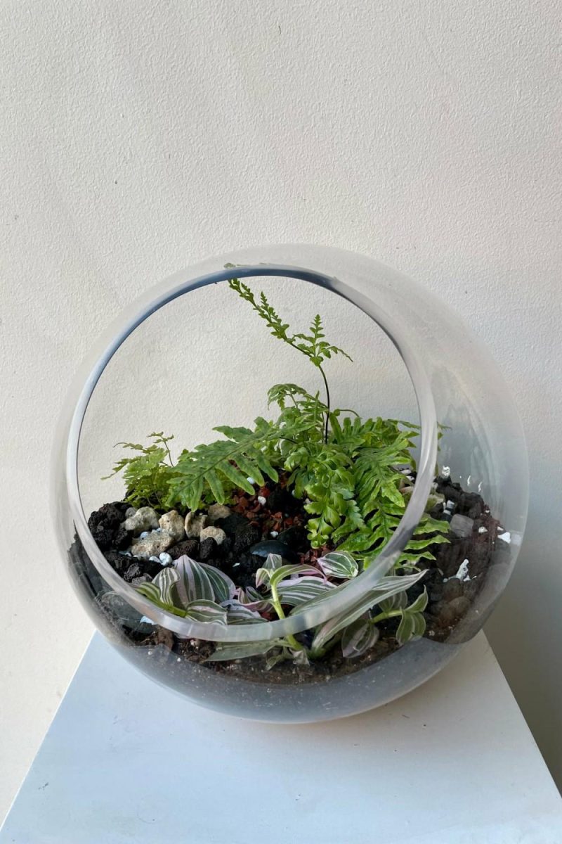 Indoor Plants |   Hurricane Planted Terrarium 9″ Garden Indoor Plants