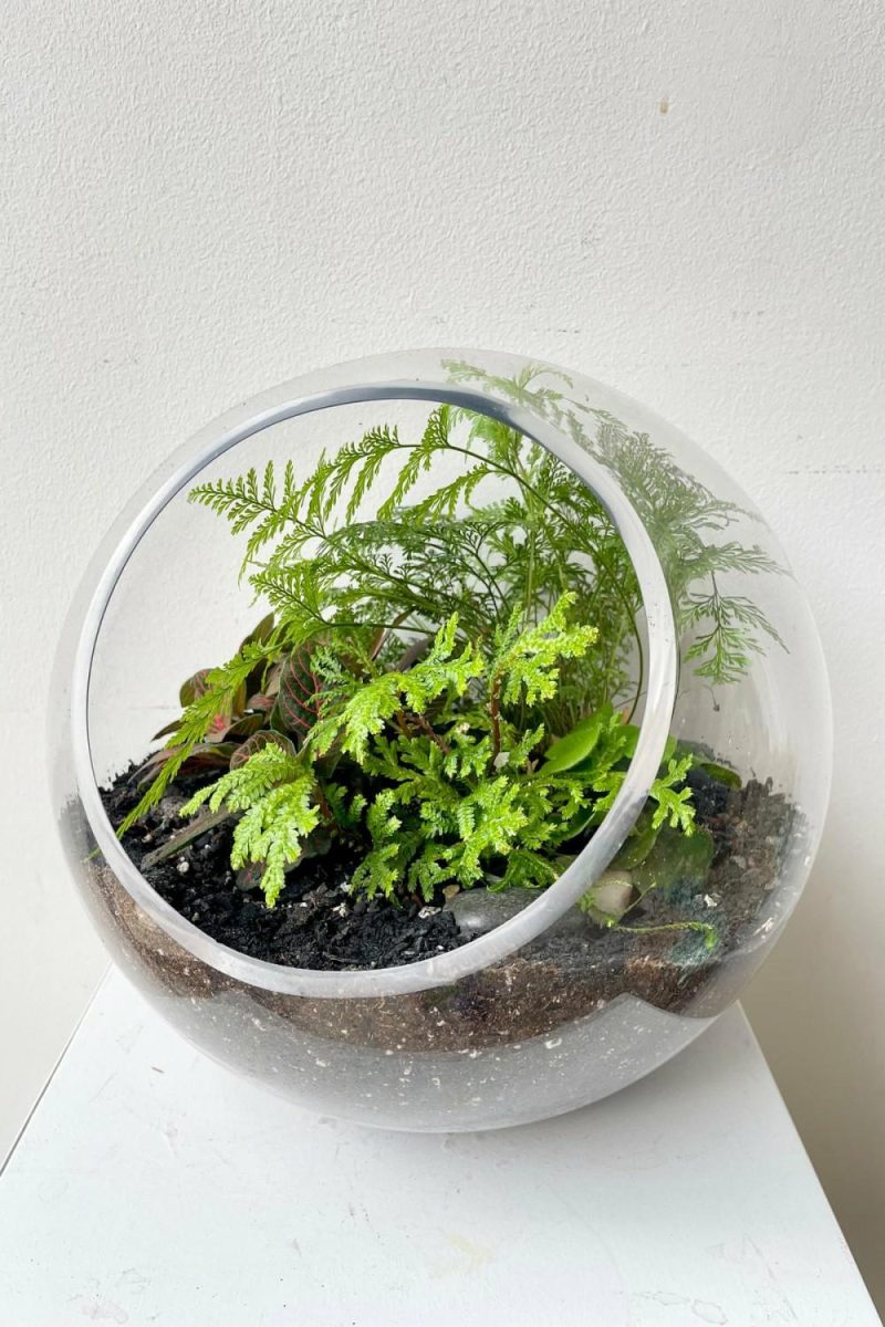 Indoor Plants |   Hurricane Planted Terrarium 9″ Garden Indoor Plants