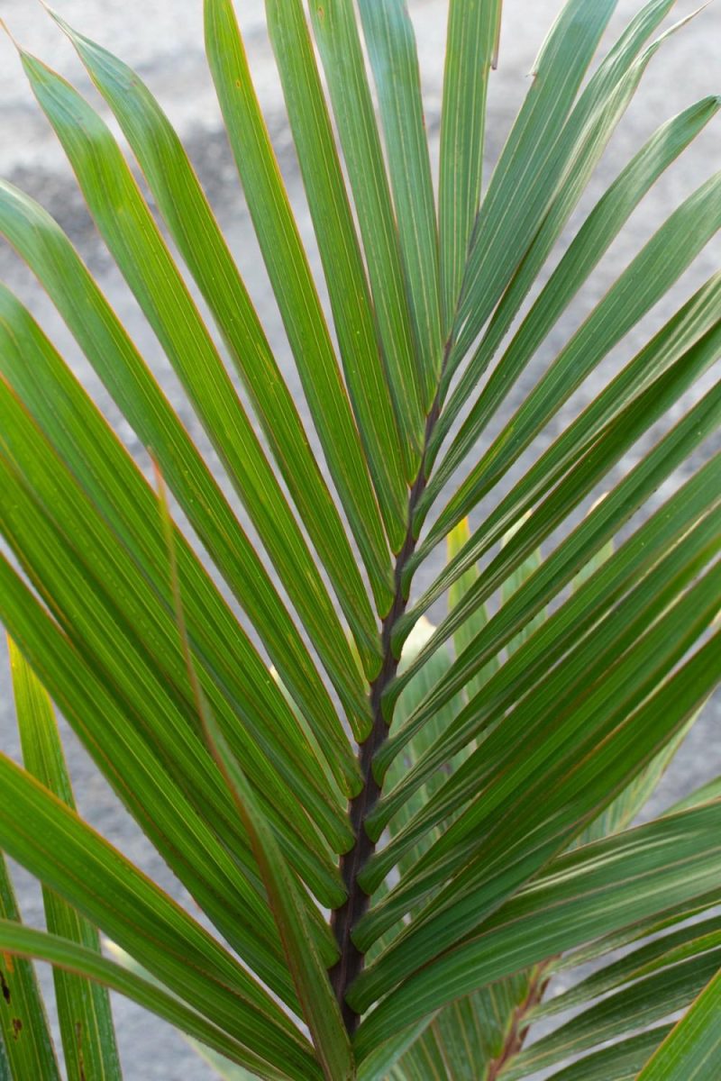 Indoor Plants |   Hyophorbe Lagenicaulis “Bottle Palm” 10″ Garden Indoor Plants