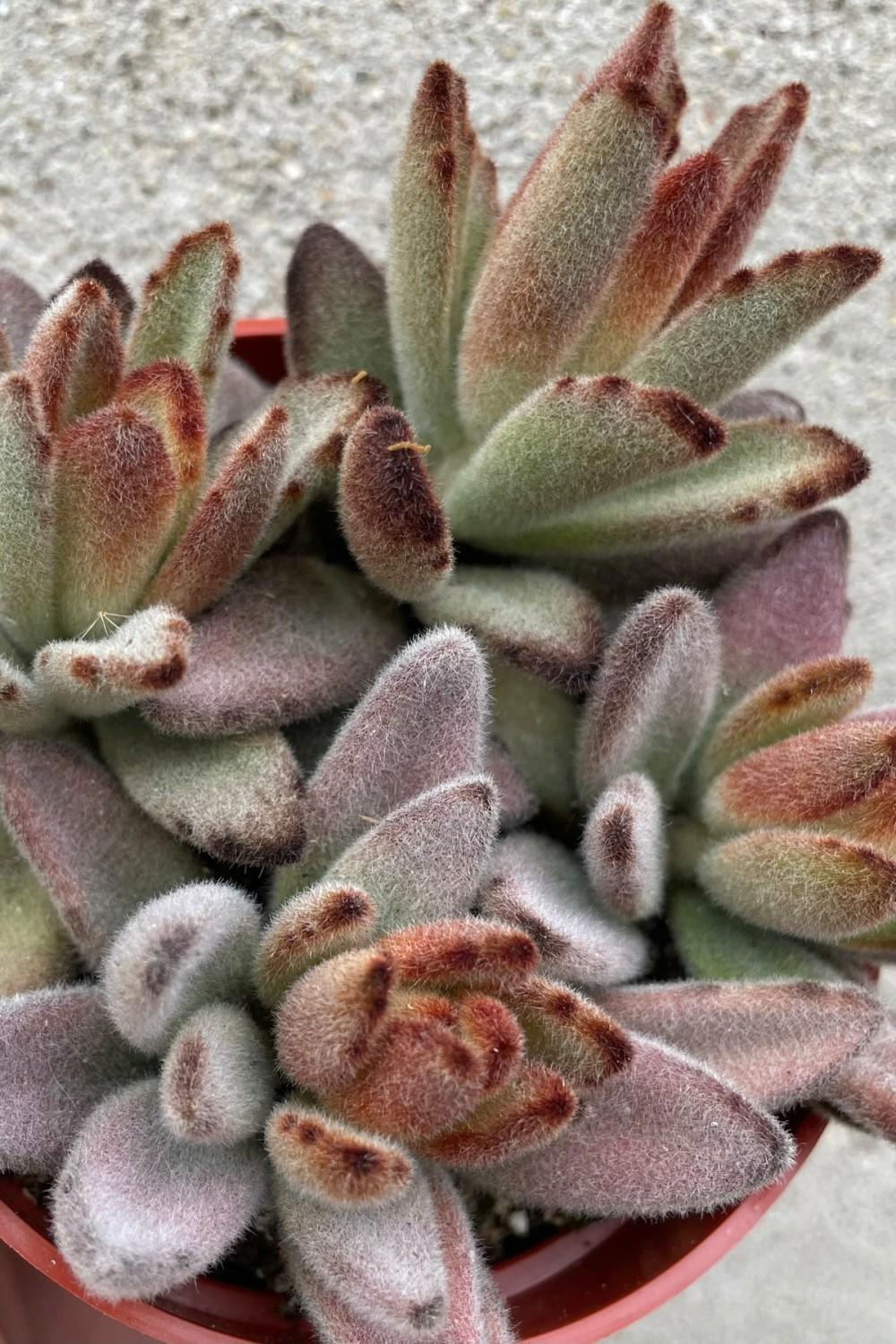 Indoor Plants |   Kalanchoe Tomentosa ‘Chocolate Soldier’ 4″ Garden Indoor Plants