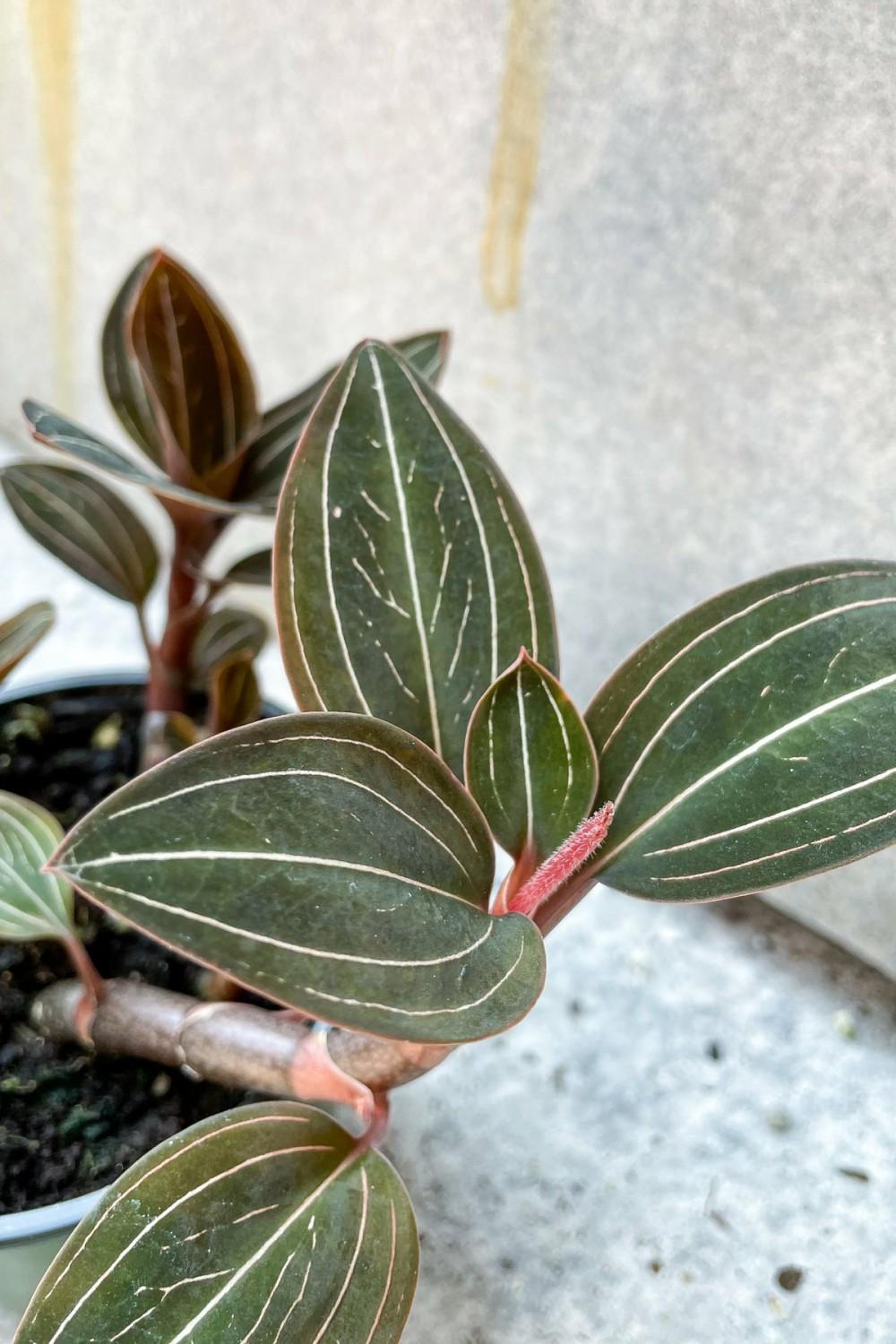 Indoor Plants |   Ludisia Discolor “Jewel Orchid” 4″ Garden Indoor Plants