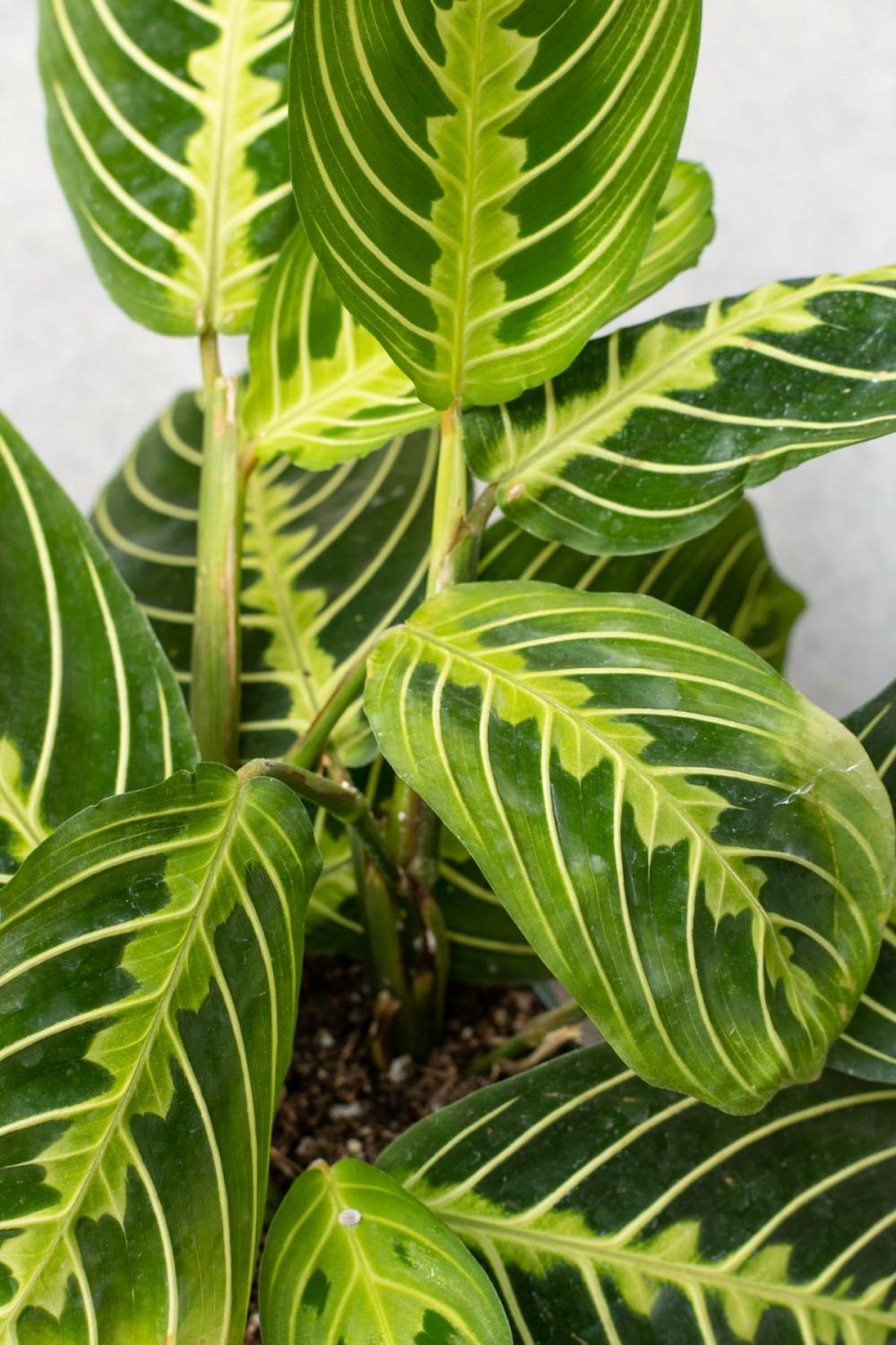 Indoor Plants |   Maranta Leuconeura ‘Lemon Lime’ 6″ Garden Indoor Plants