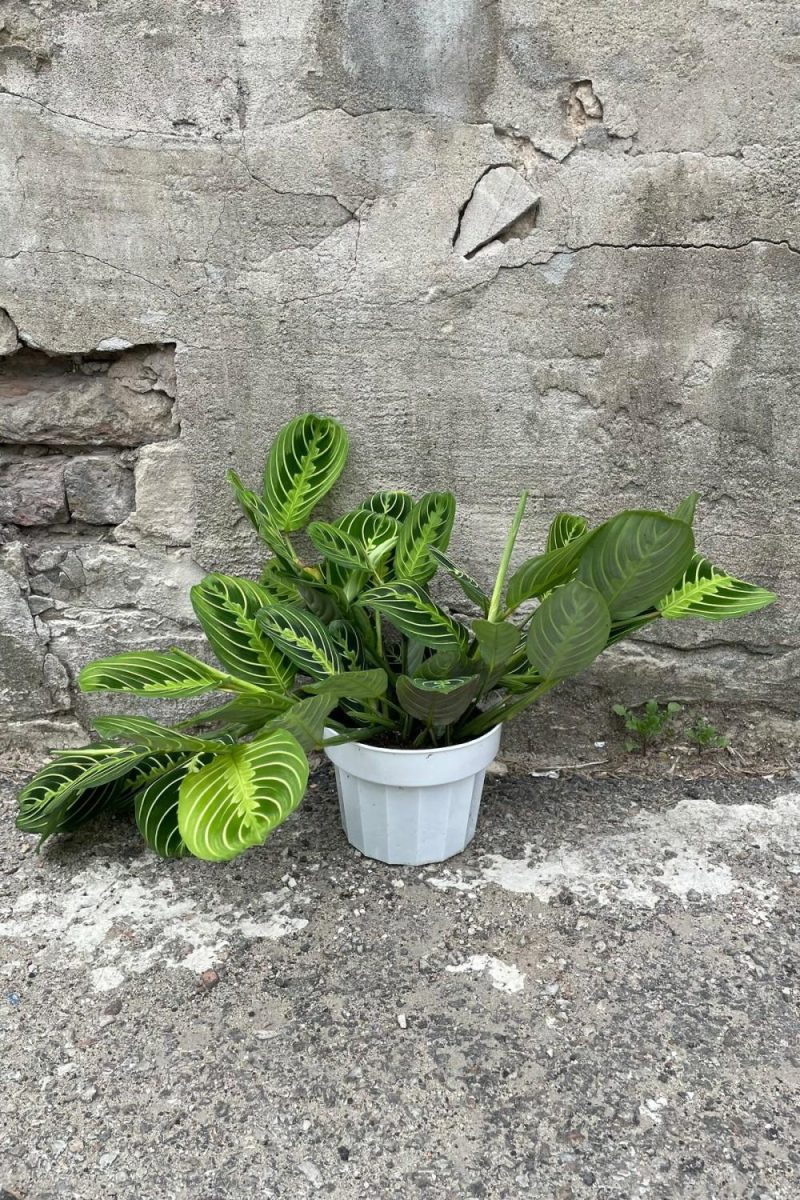 Indoor Plants |   Maranta Leuconeura ‘Lemon Lime’ 6″ Garden Indoor Plants