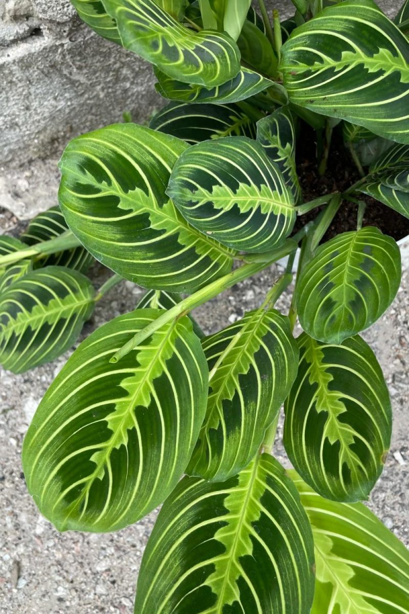 Indoor Plants |   Maranta Leuconeura ‘Lemon Lime’ 6″ Garden Indoor Plants