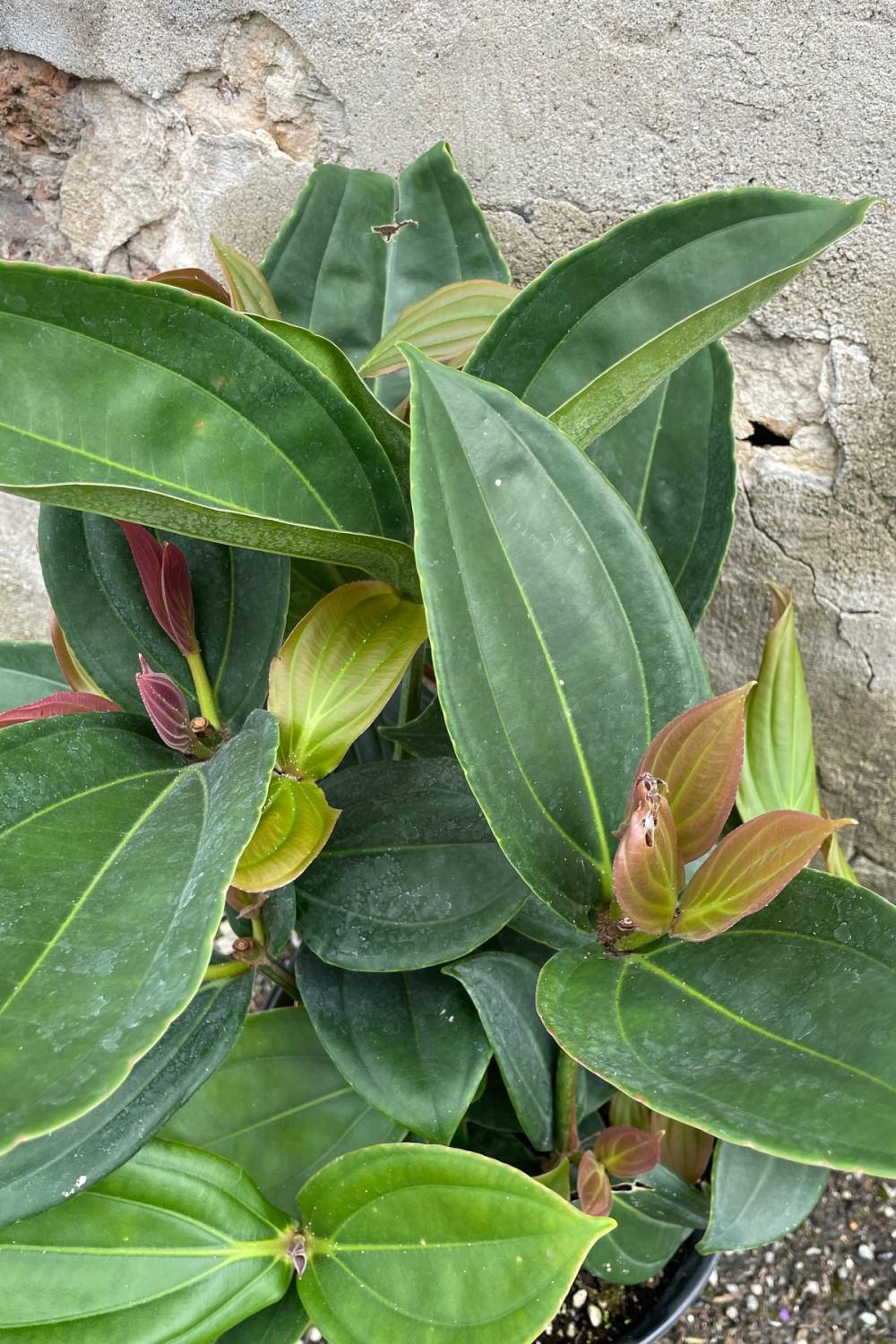 Indoor Plants |   Medinilla Myriantha 10″ Garden Indoor Plants