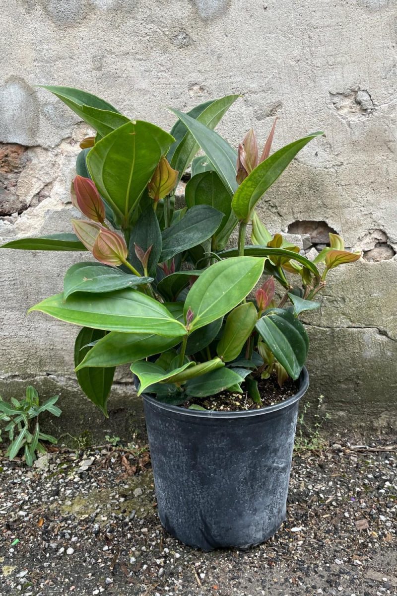 Indoor Plants |   Medinilla Myriantha 10″ Garden Indoor Plants