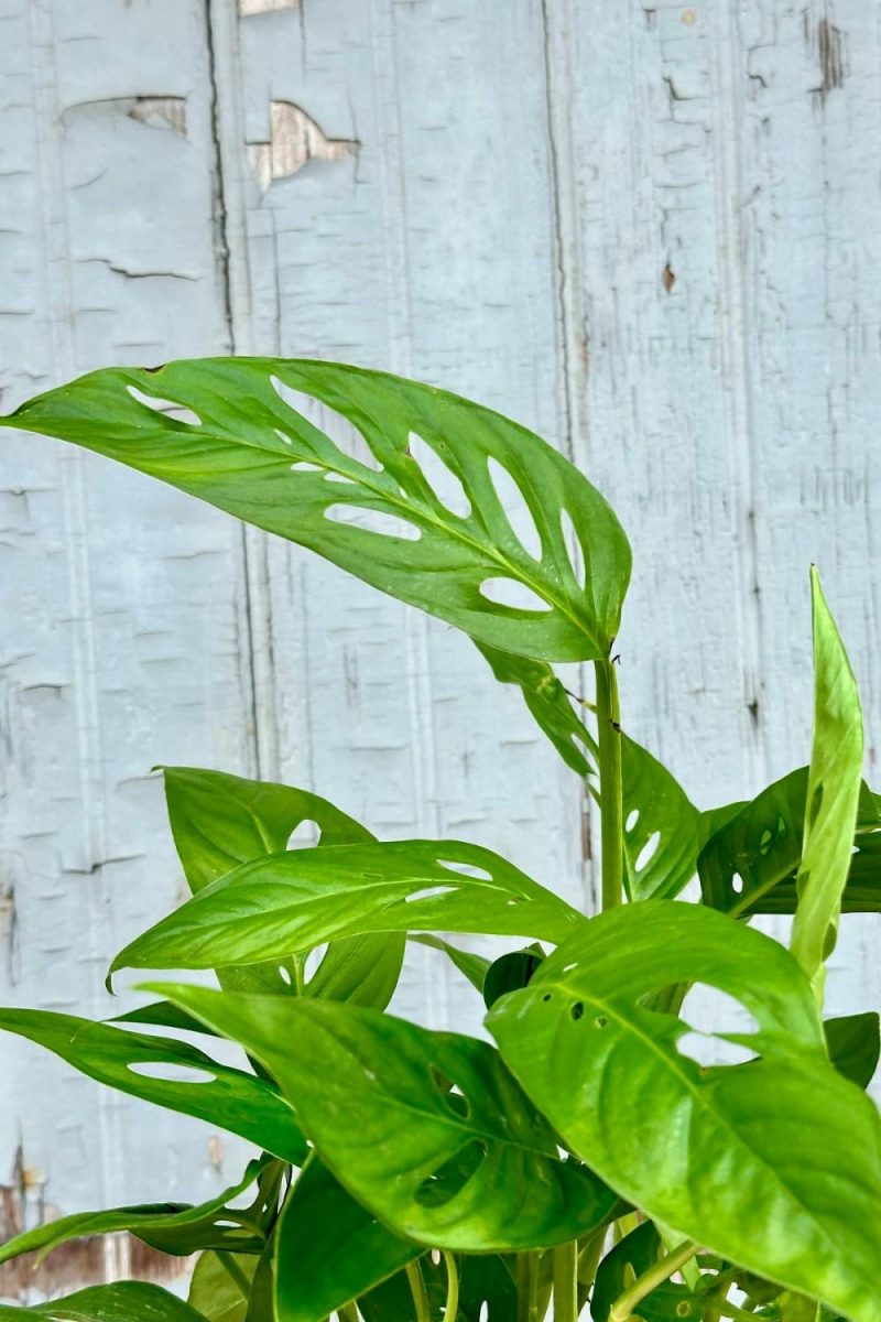 Indoor Plants |   Monstera Adansonii Narrow Form 6″ Garden Indoor Plants