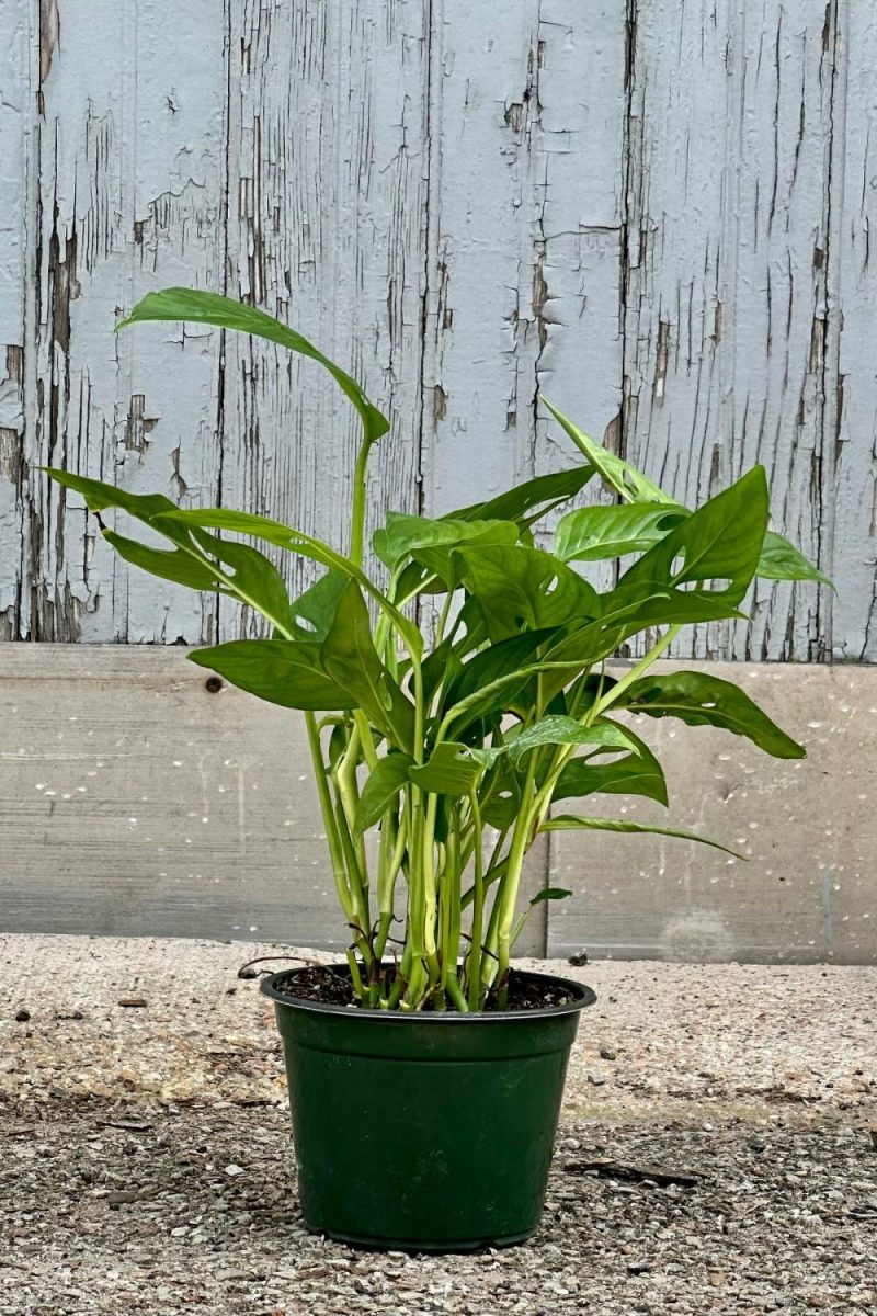 Indoor Plants |   Monstera Adansonii Narrow Form 6″ Garden Indoor Plants