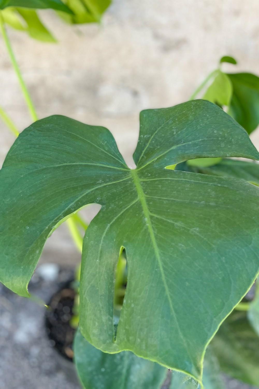 Indoor Plants |   Monstera Deliciosa 8″ Garden Indoor Plants