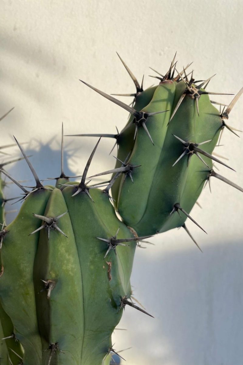 Indoor Plants |   Myrtillocactus Geometrizans #5 Garden Indoor Plants