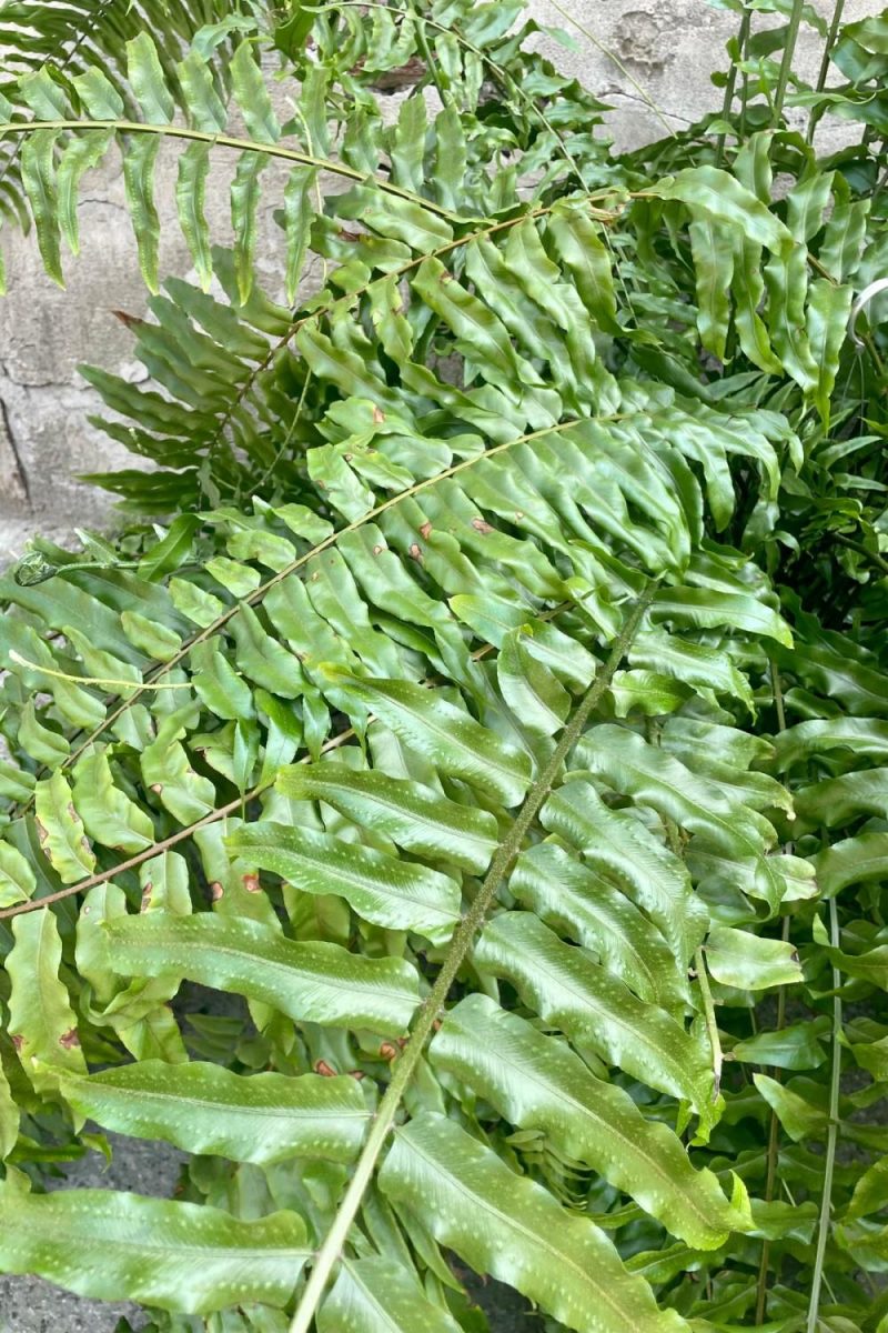 Indoor Plants |   Nephrolepis Biserrata ‘Macho’ 10Hb” Garden Indoor Plants