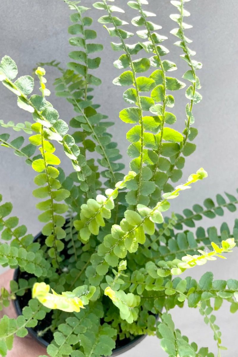 Indoor Plants |   Nephrolepis Cordifolia ‘Duffii’ “Lemon Button” 4″ Garden Indoor Plants