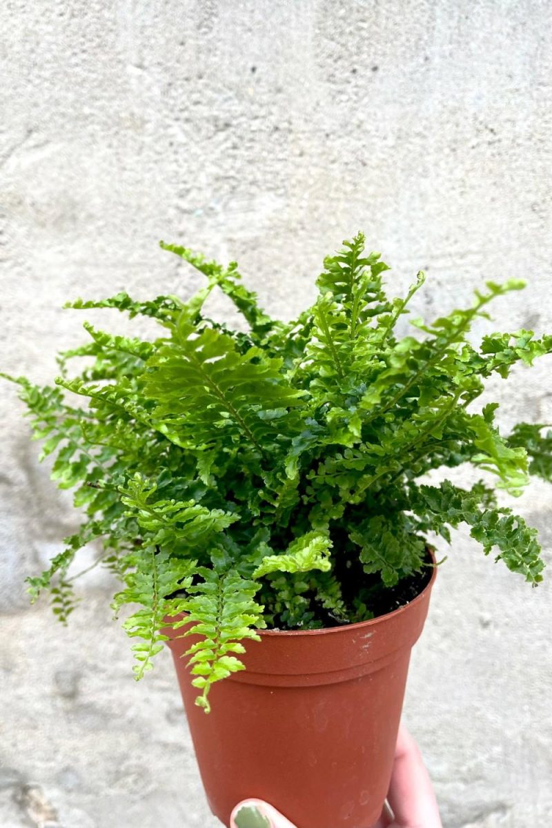 Indoor Plants |   Nephrolepis Exalata ‘Corditas’ 4″ Garden Indoor Plants