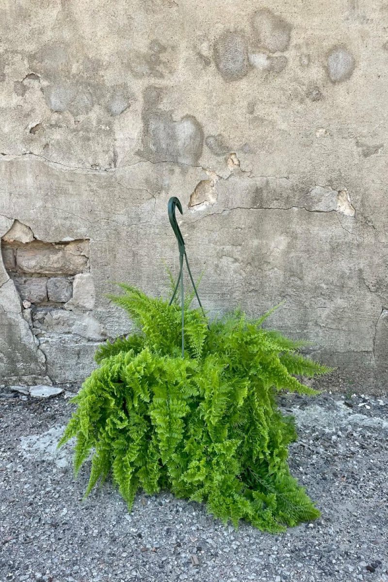 Indoor Plants |   Nephrolepis Exaltata ‘smithii’ “Cotton Candy Fern” 8″ Garden Indoor Plants